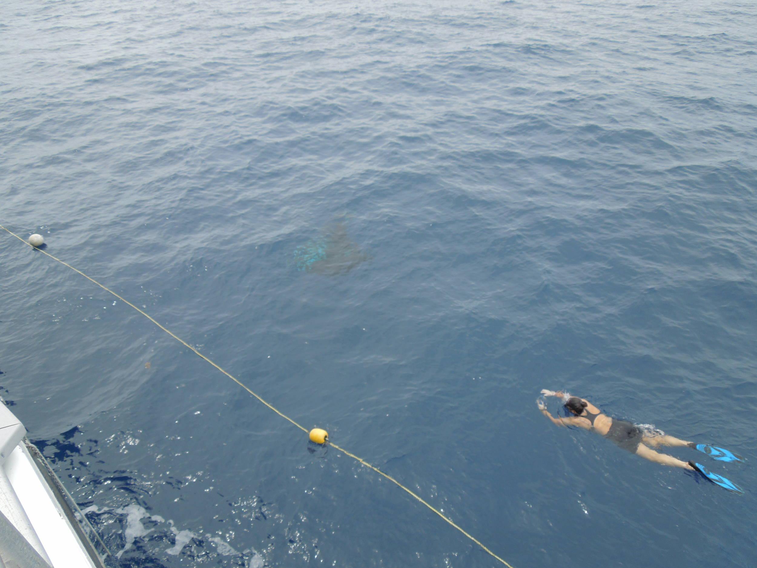 Manta by the ship
