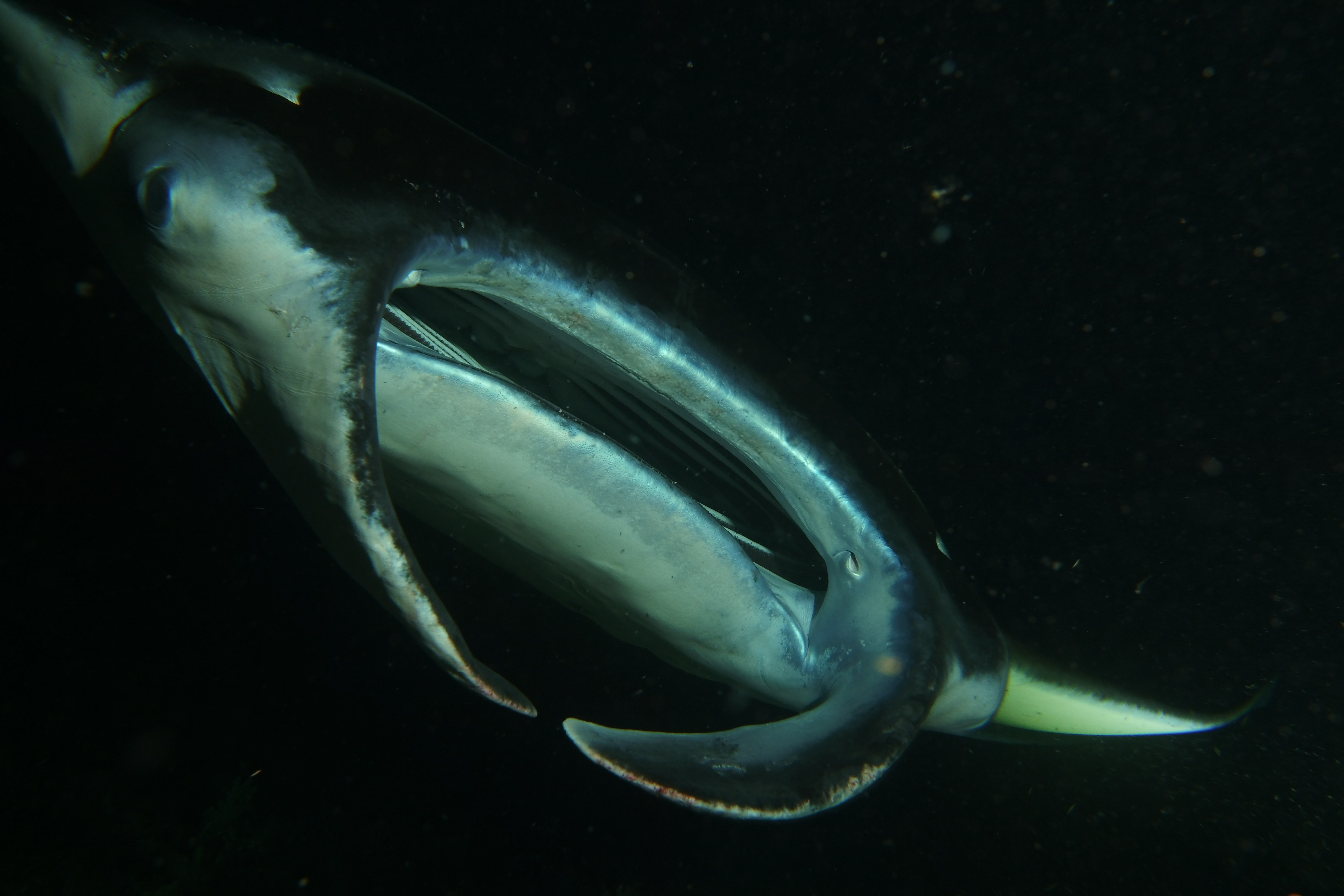 Manta Mania dive