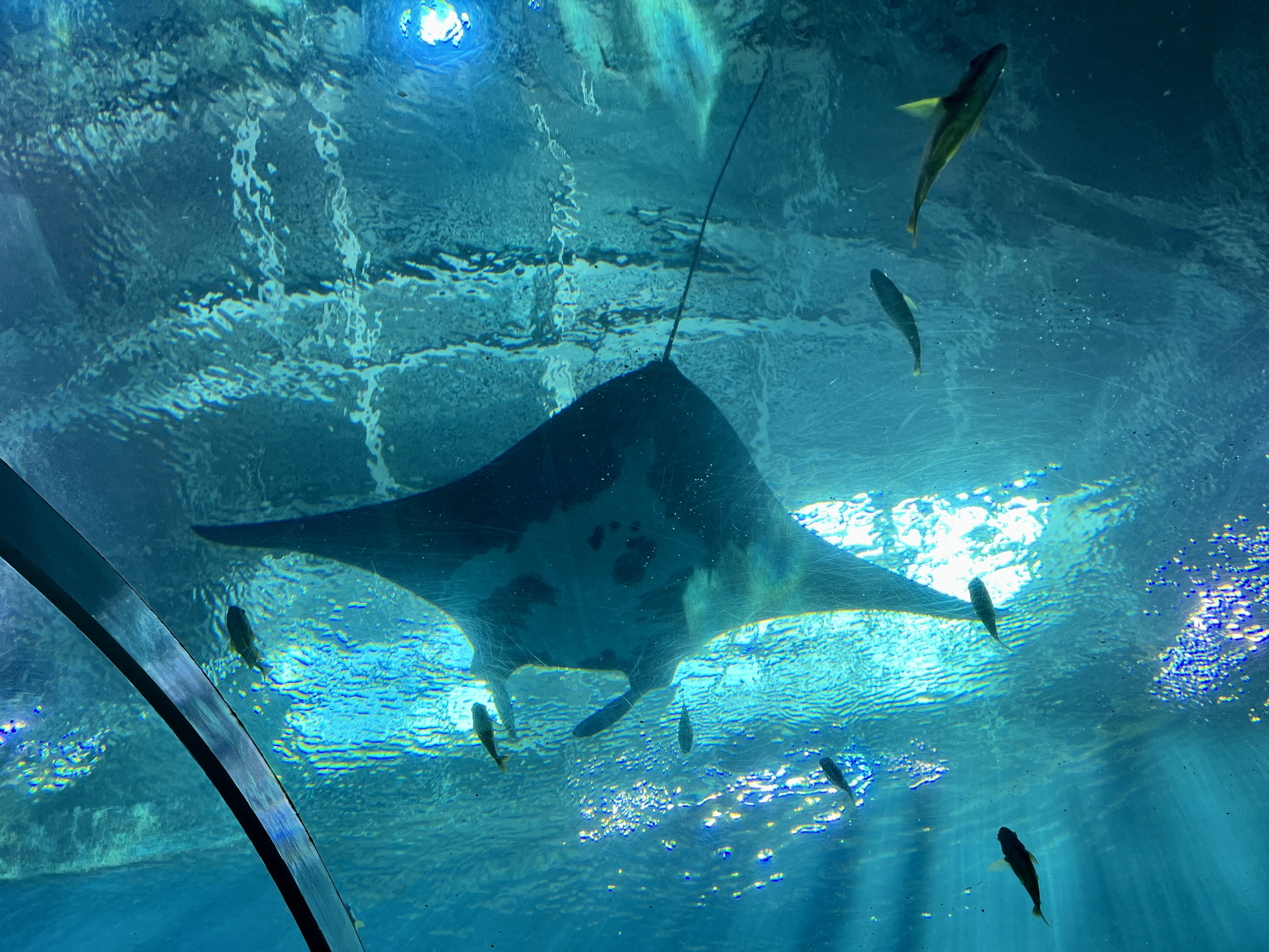 Manta overhead