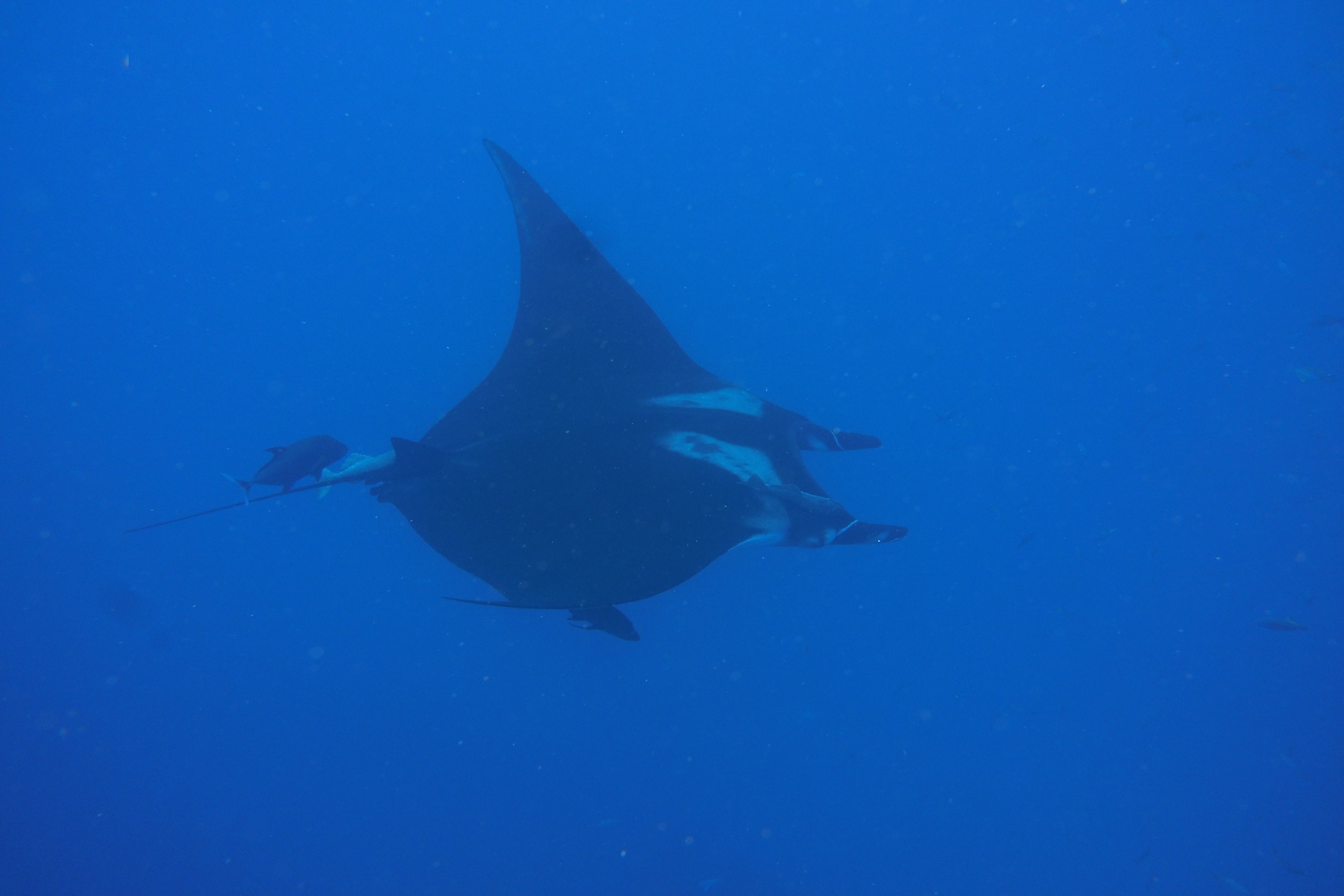 Manta Ray flyby