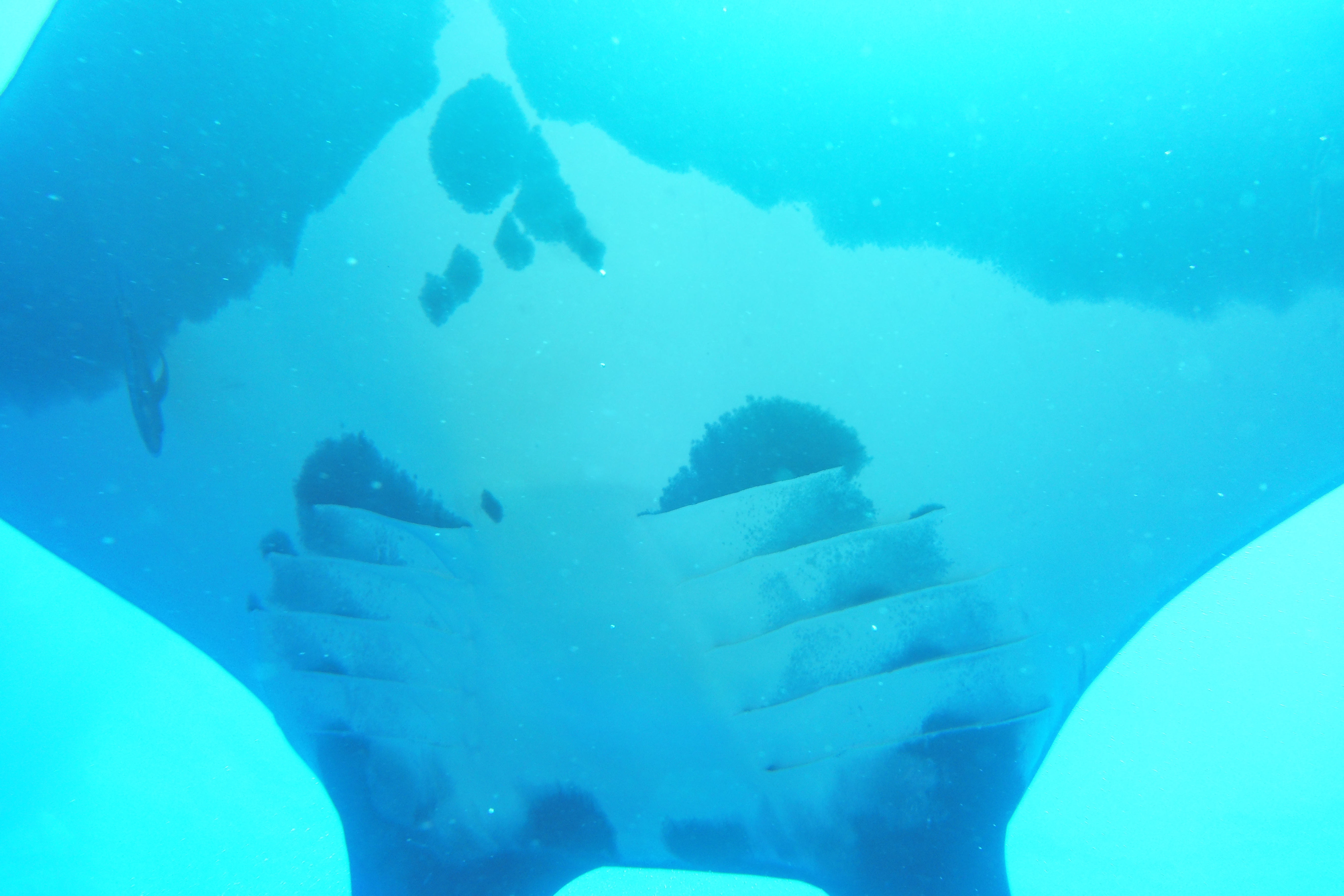 Manta Ray from underneath