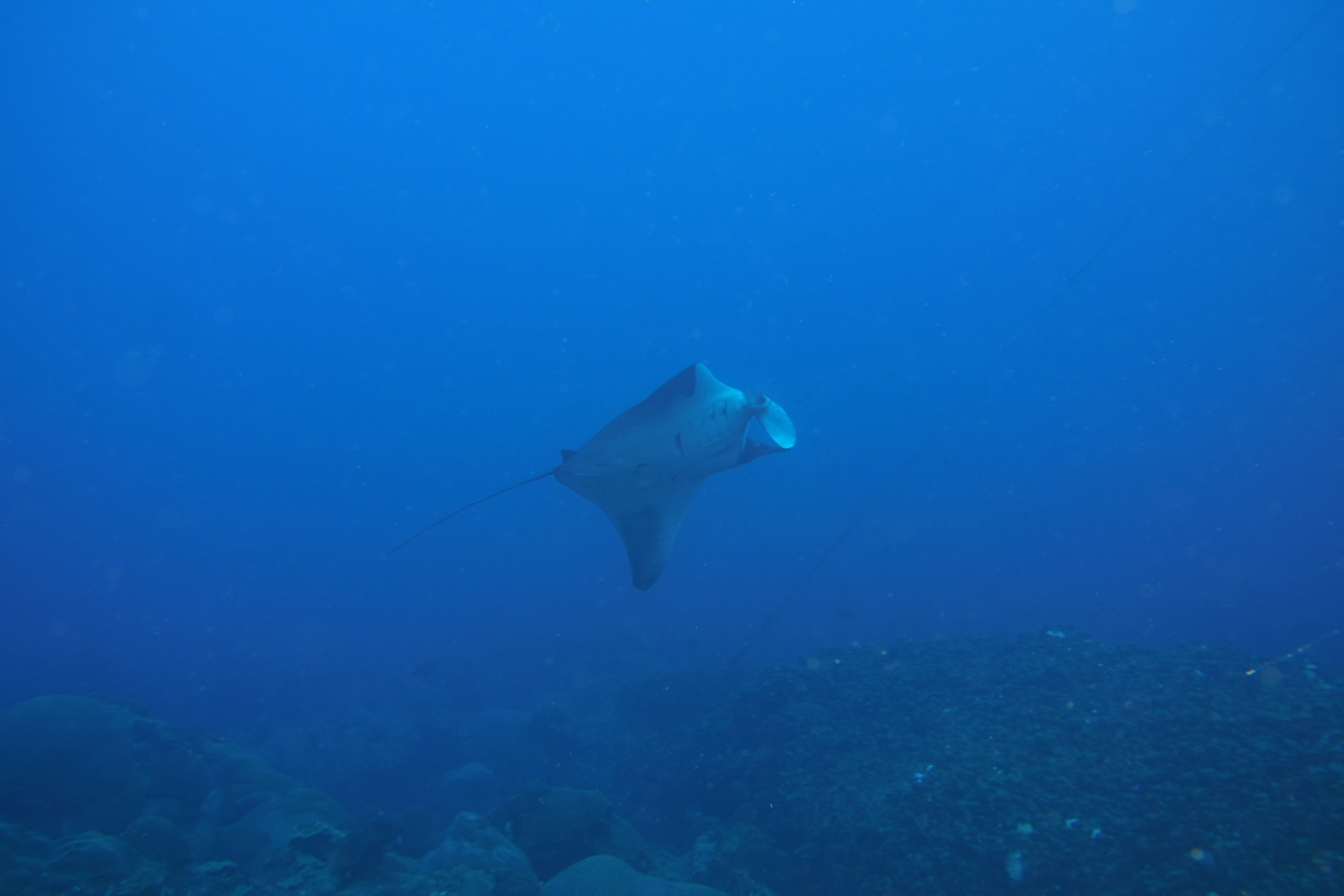 Manta Ray on East Bank