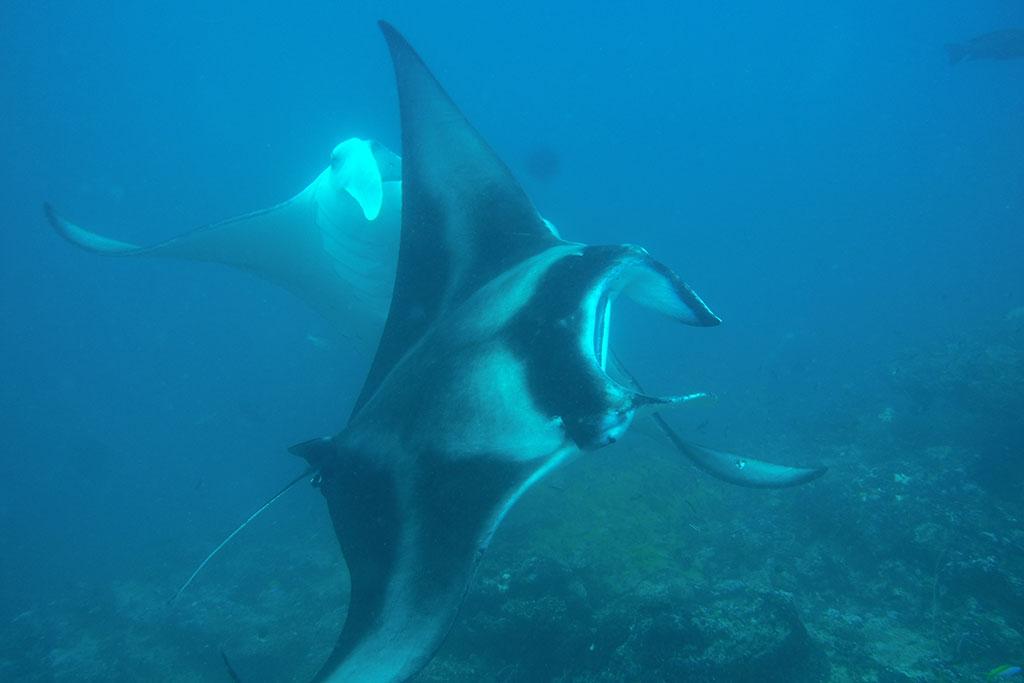 Manta Rays