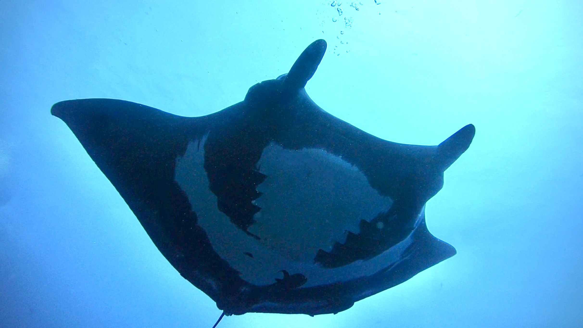 manta1.jpg