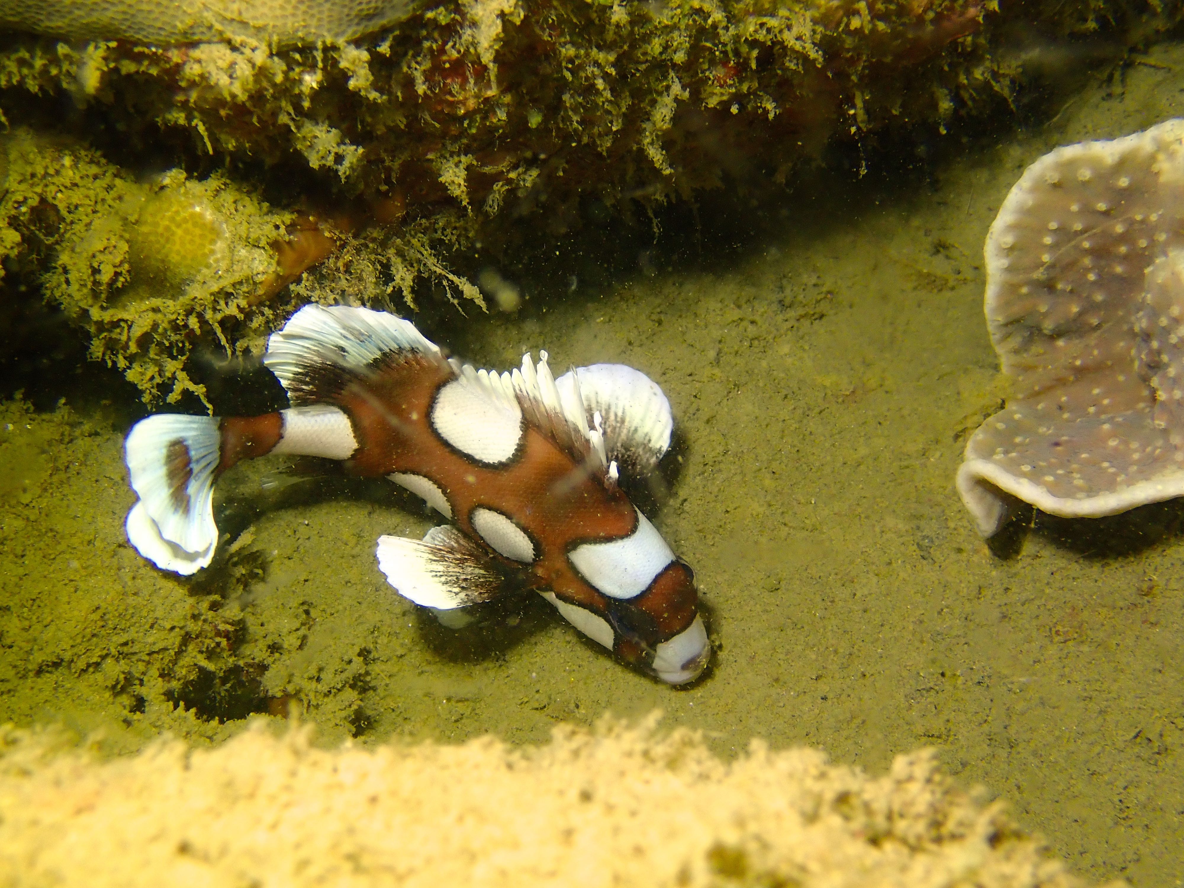 Many-Spotted Sweetlips Juvenille