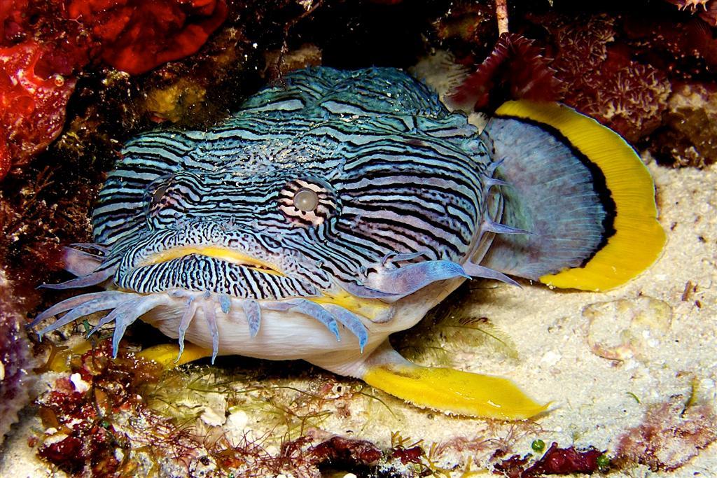 March - Squid - Splendid Toad