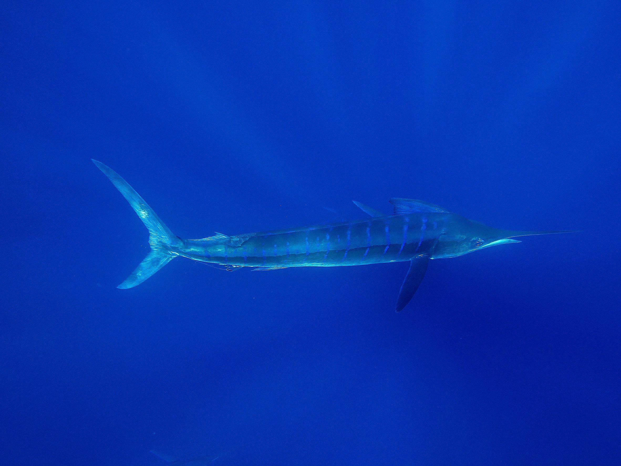 Marlin