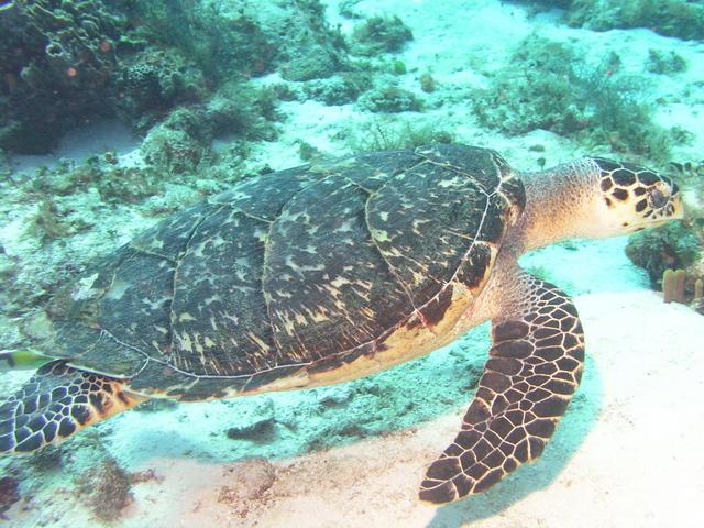 mas tortuga