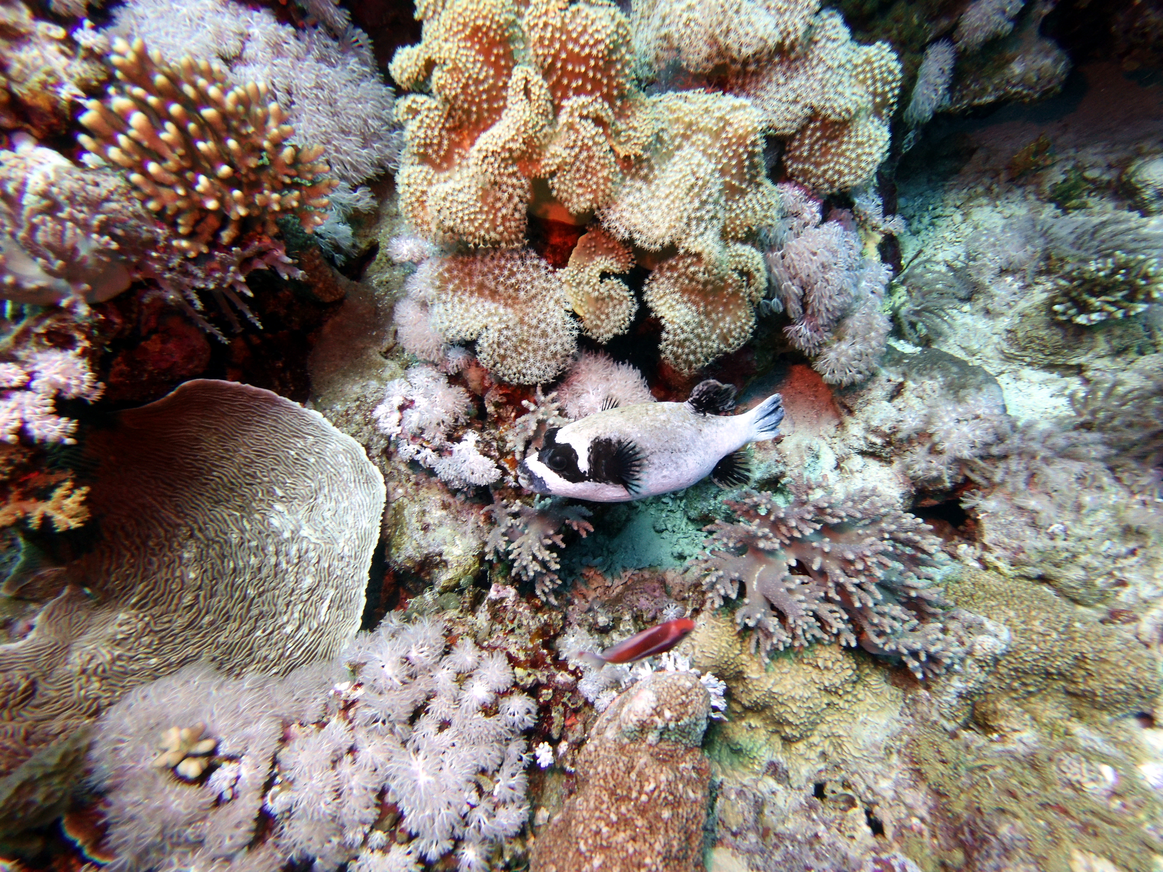 Masked puffer at Jackson Reef