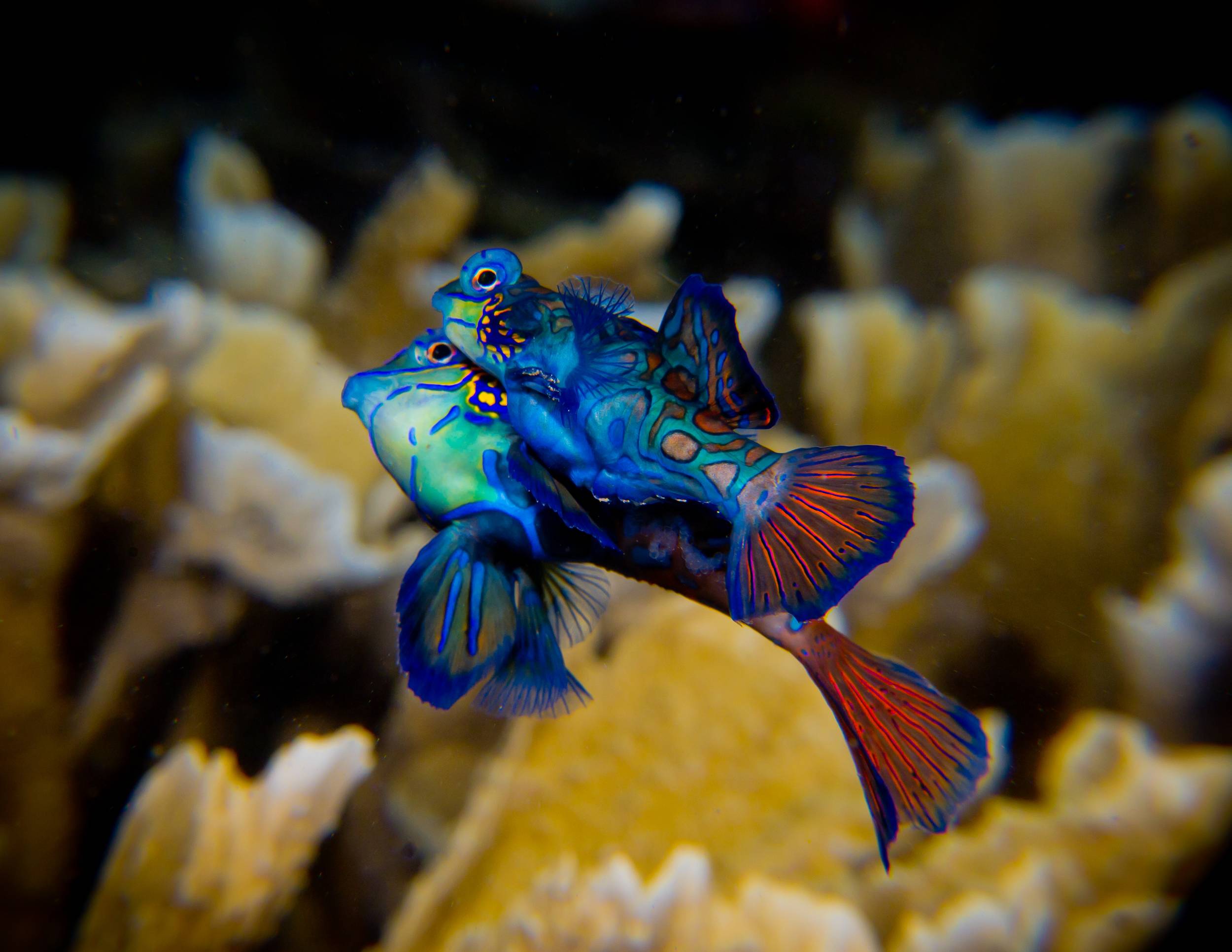 mating manderin fish