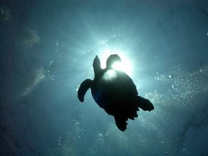 Maya Palms dive shop