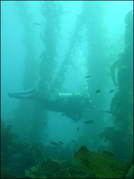 McLot Gracefully Swims Through the Kelp