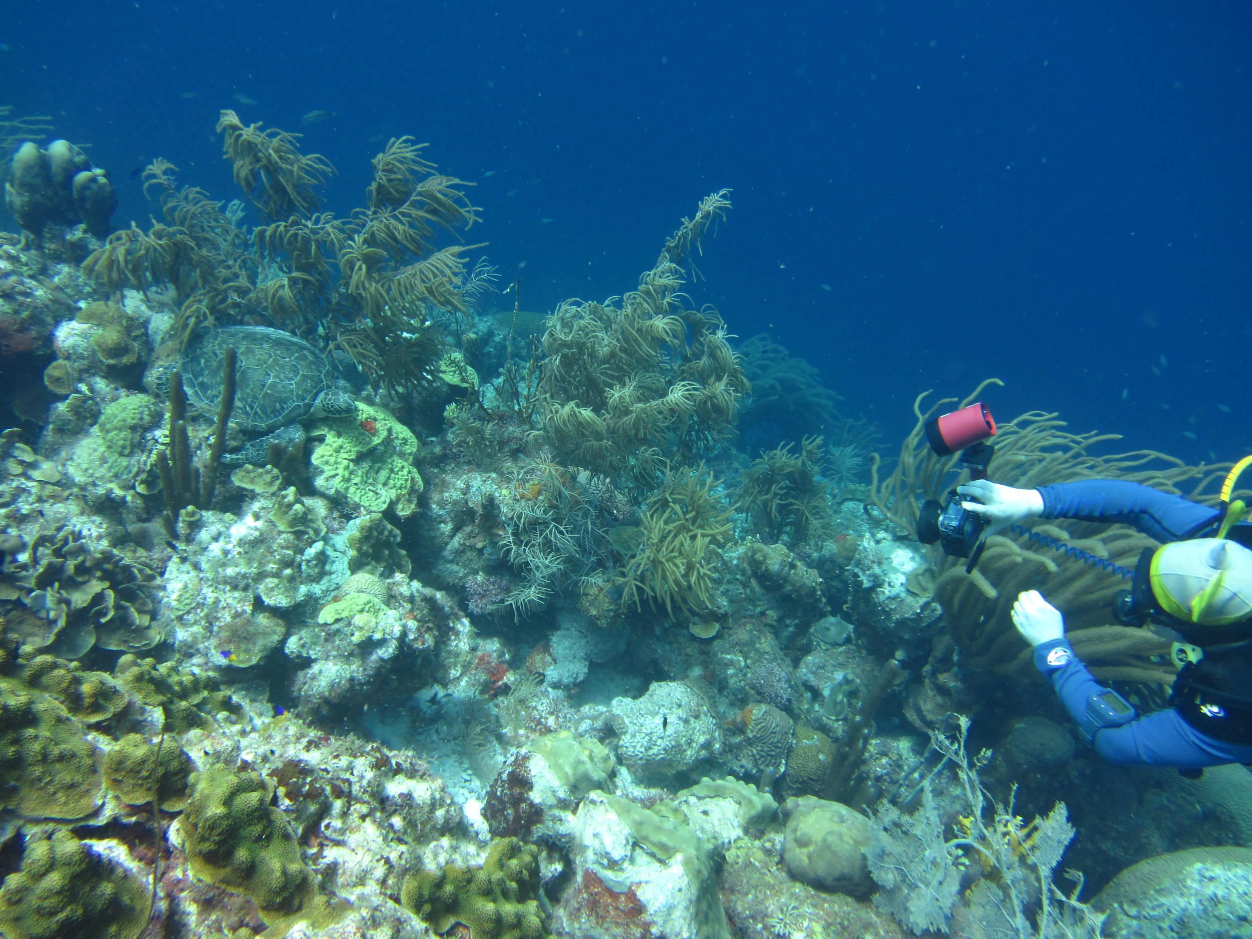 McLot pic of sleeping turtle