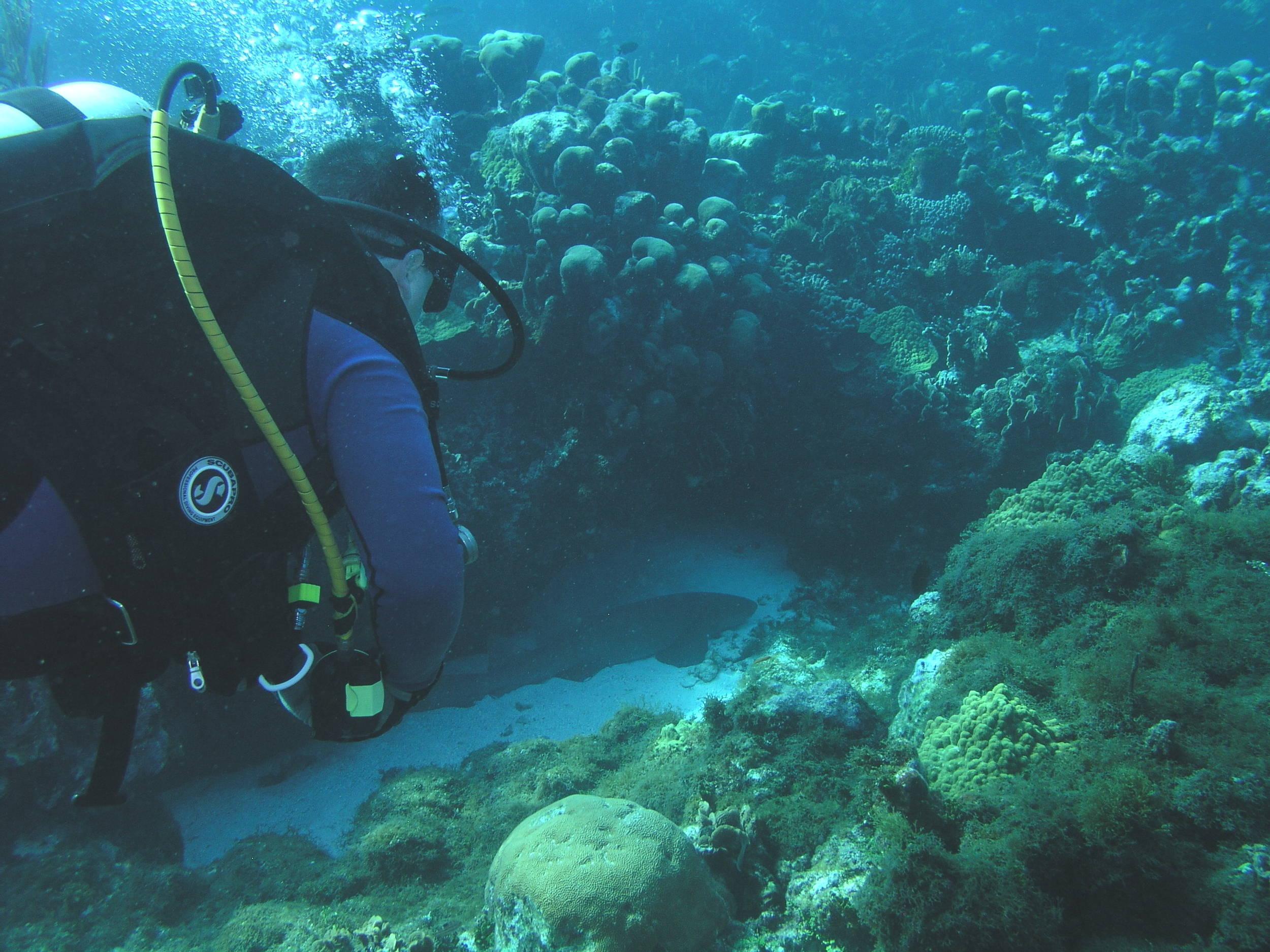 McLot spies a shark
