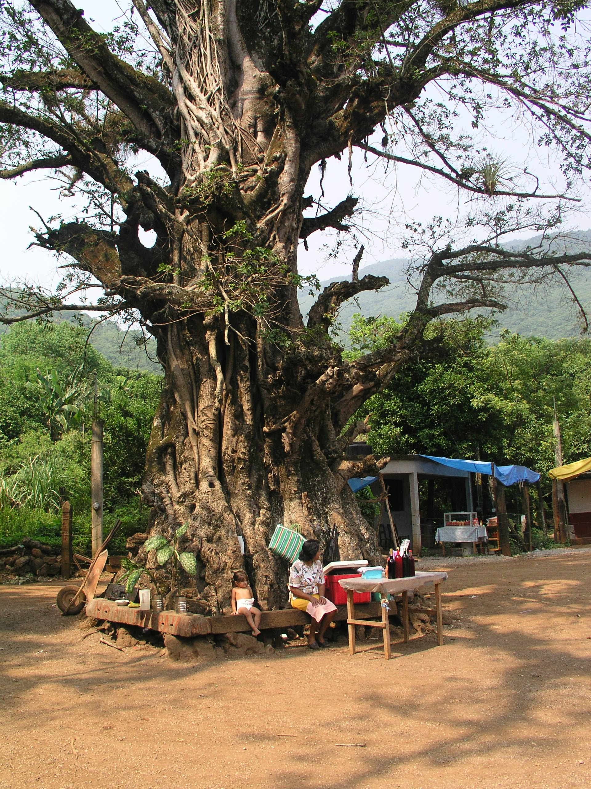 Media Luna 2005 reupload