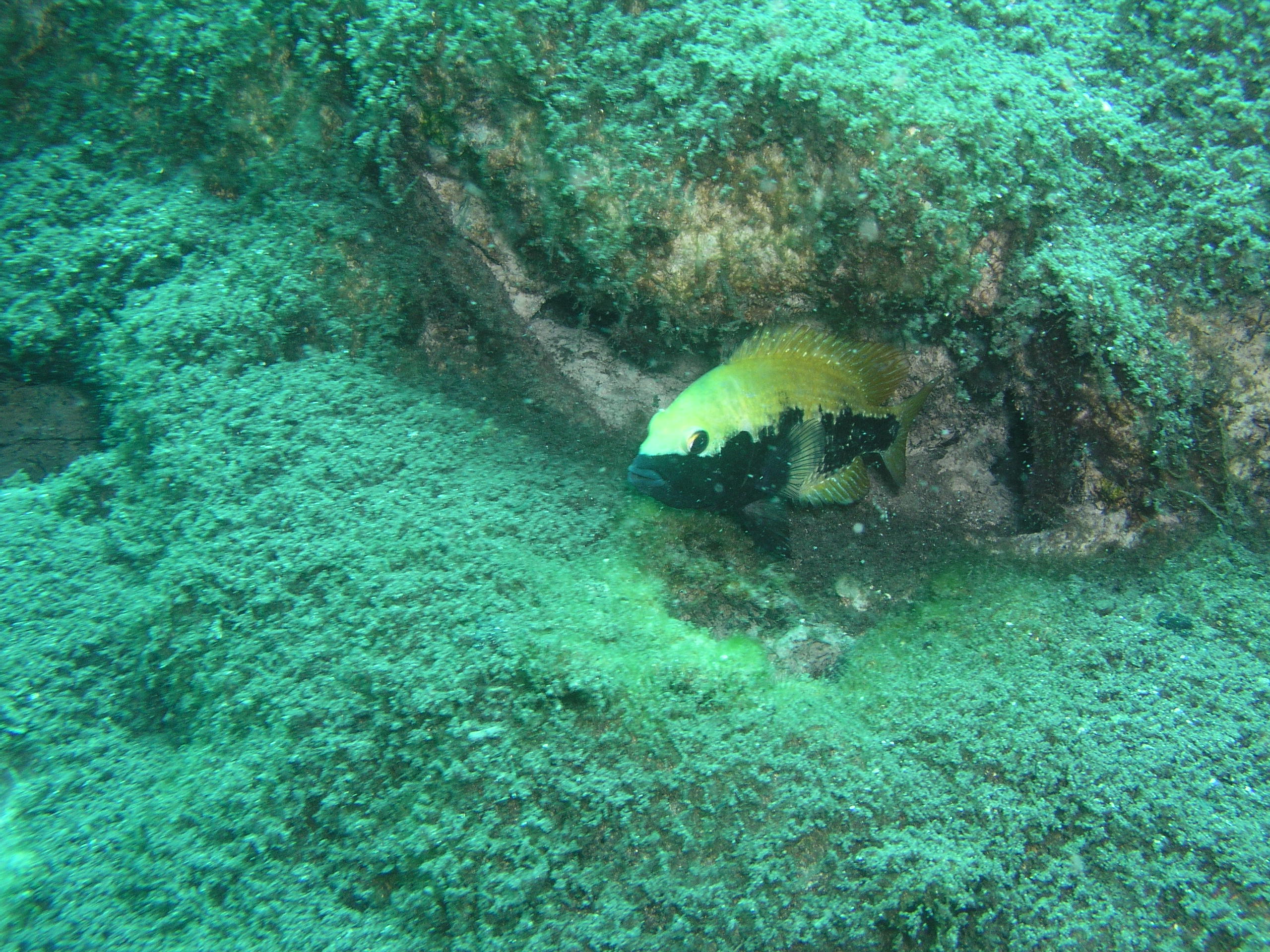 Media Luna 2005 reupload