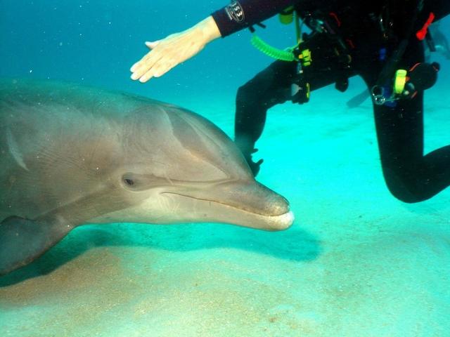 Media Luna mastadon bones