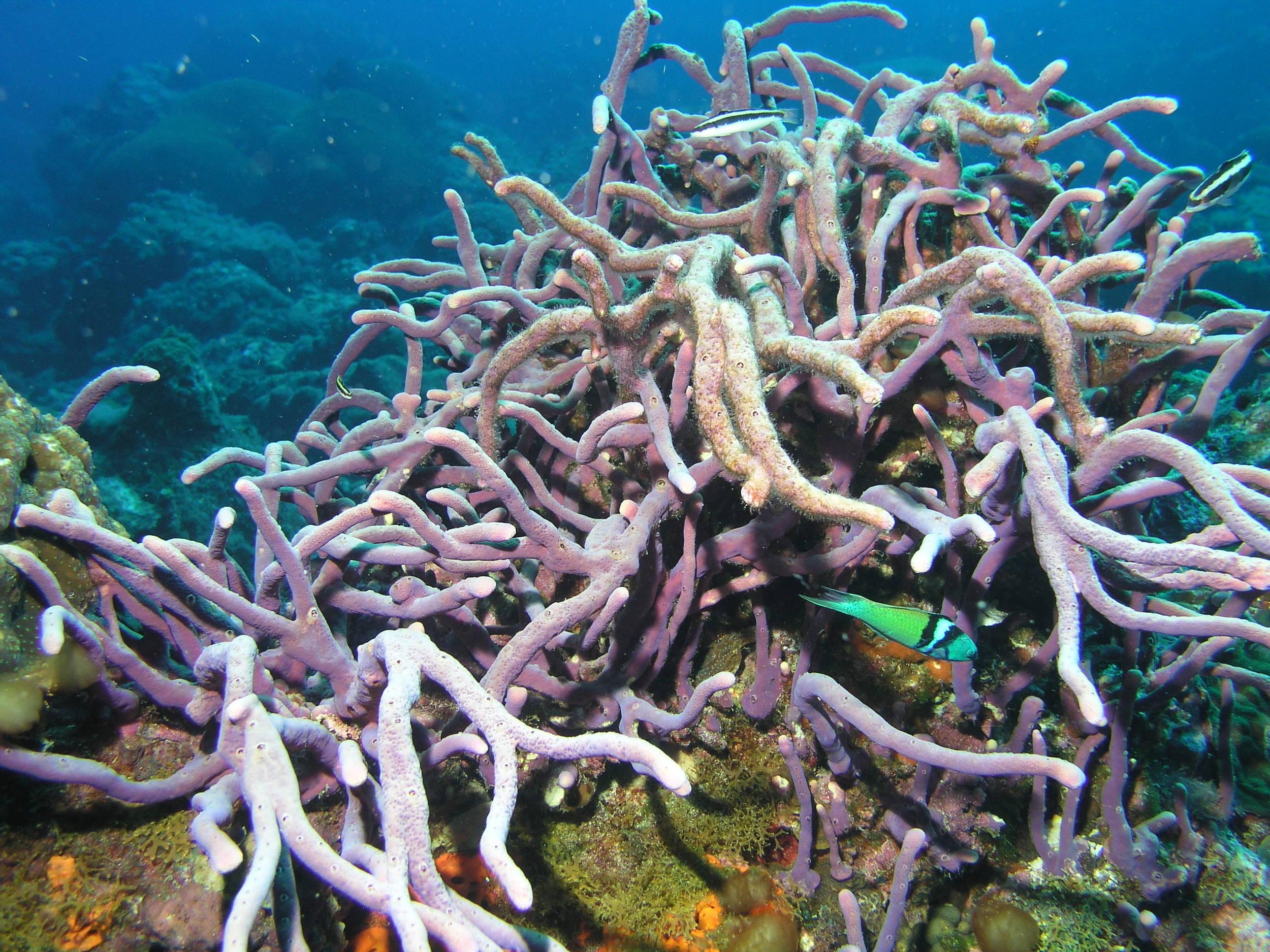 Medusa sponge