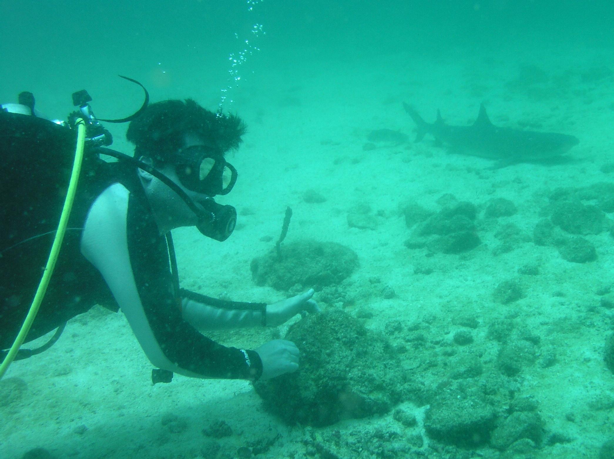 MikeCheck, shark stalker