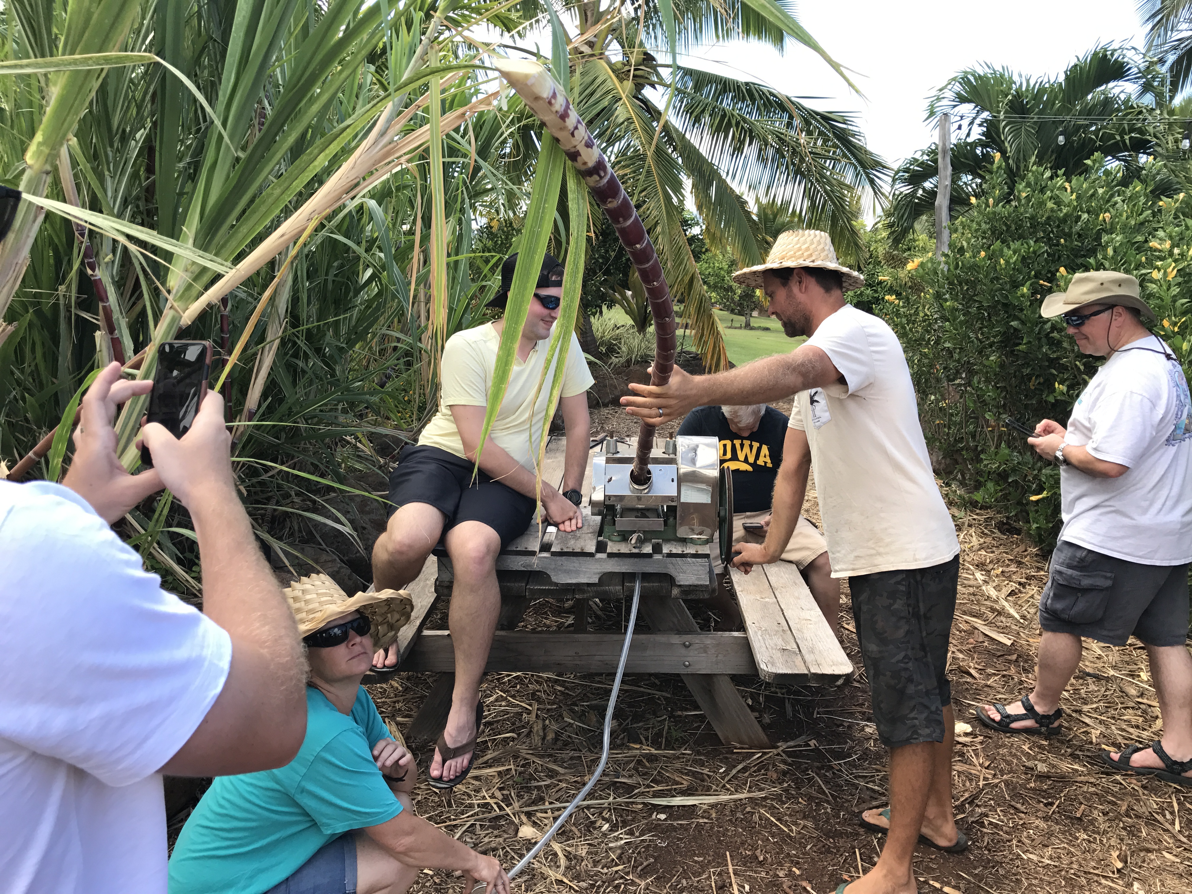 milling sugarcane
