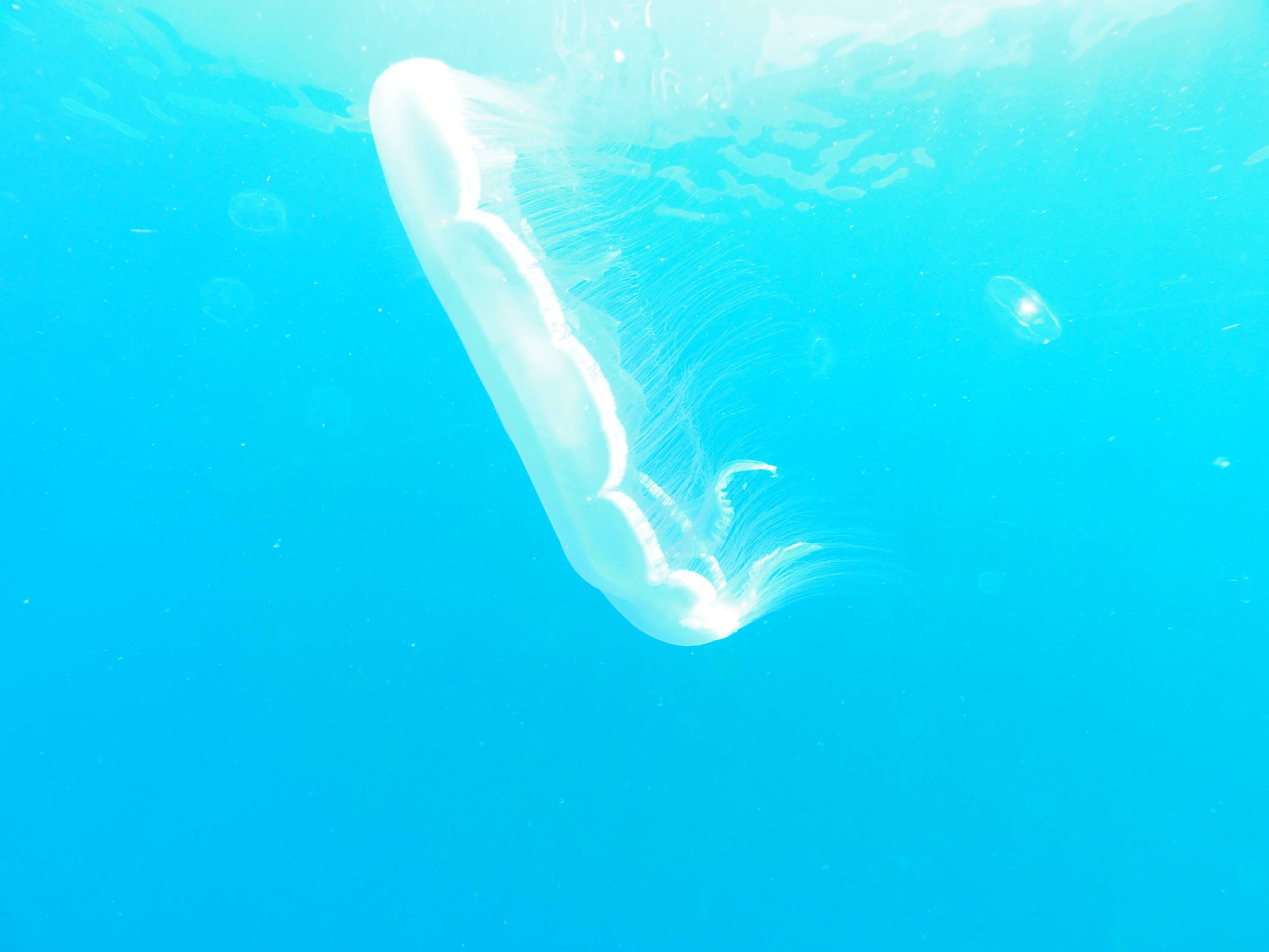 Moon jelly