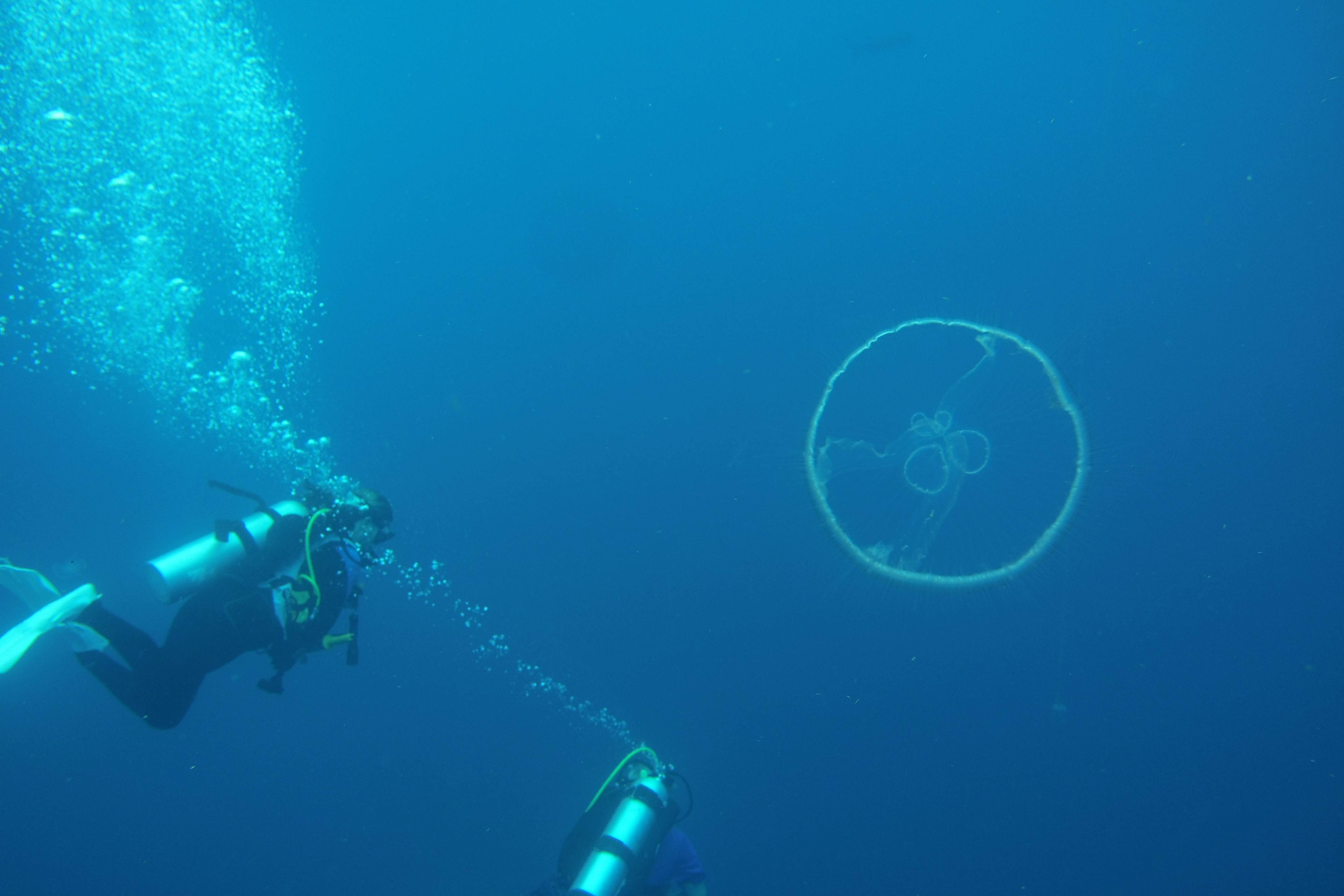 Moon Jellyfish near Todd and Marci