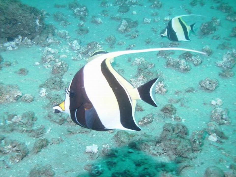 Moorish Idol
