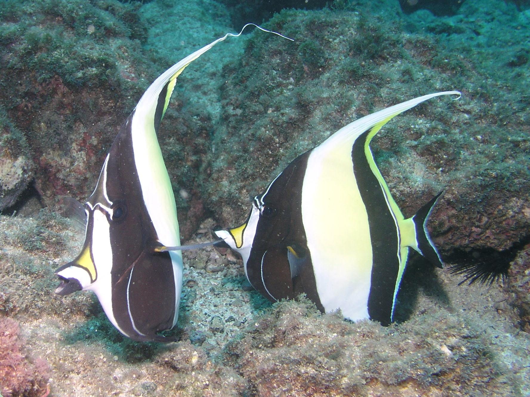 Moorish Idols
