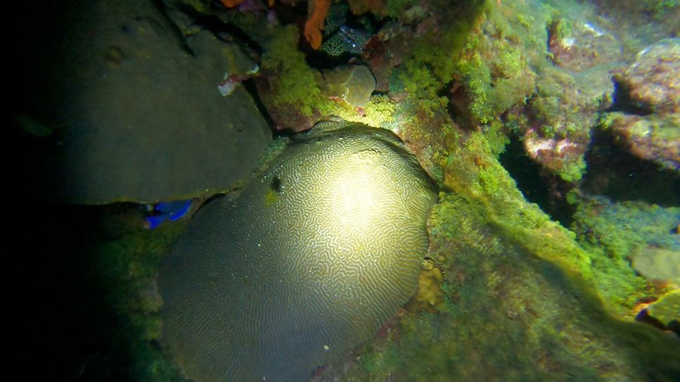 Moray hiding on night dive