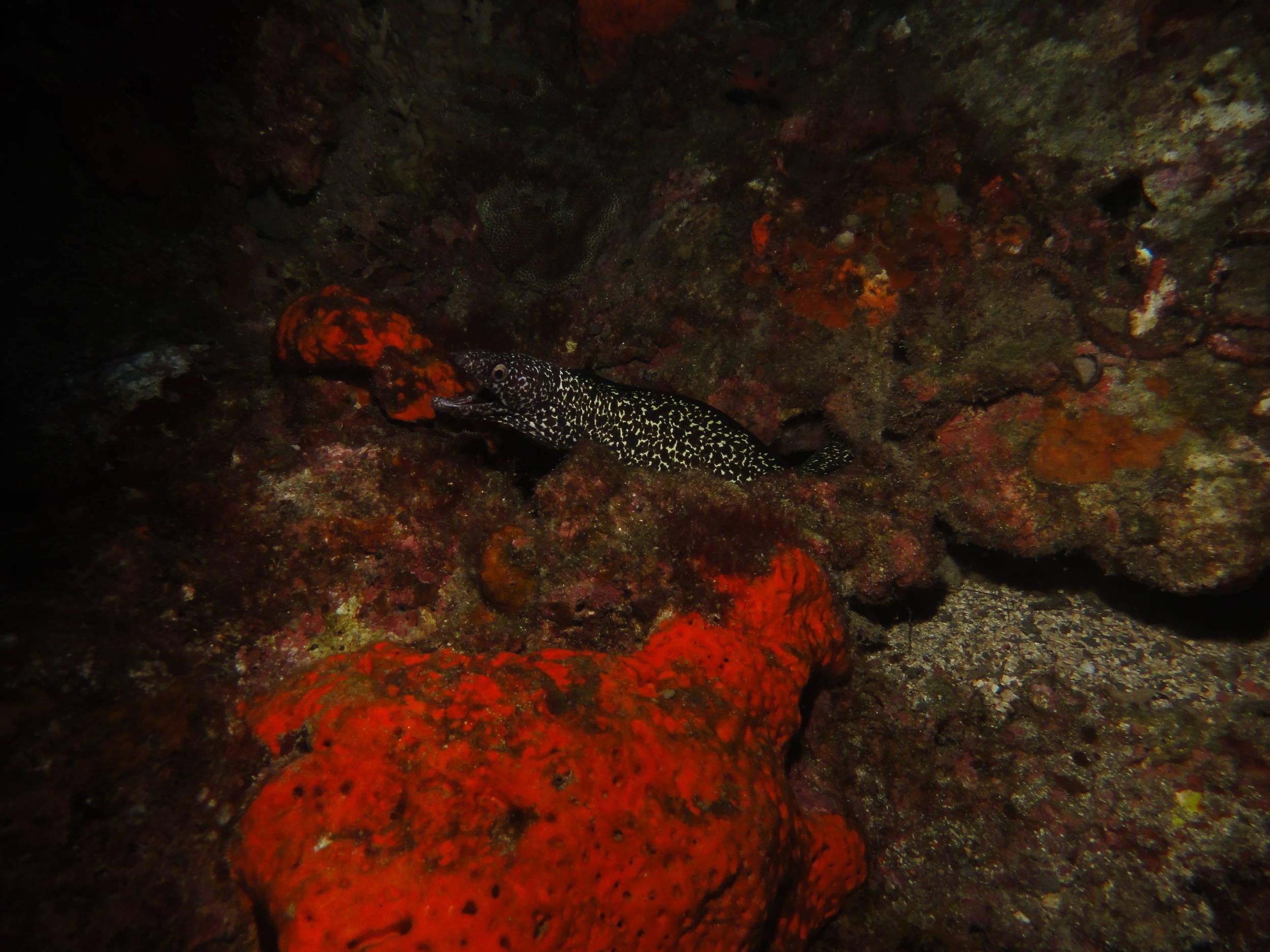 Moray hiding on the Flower Gardens