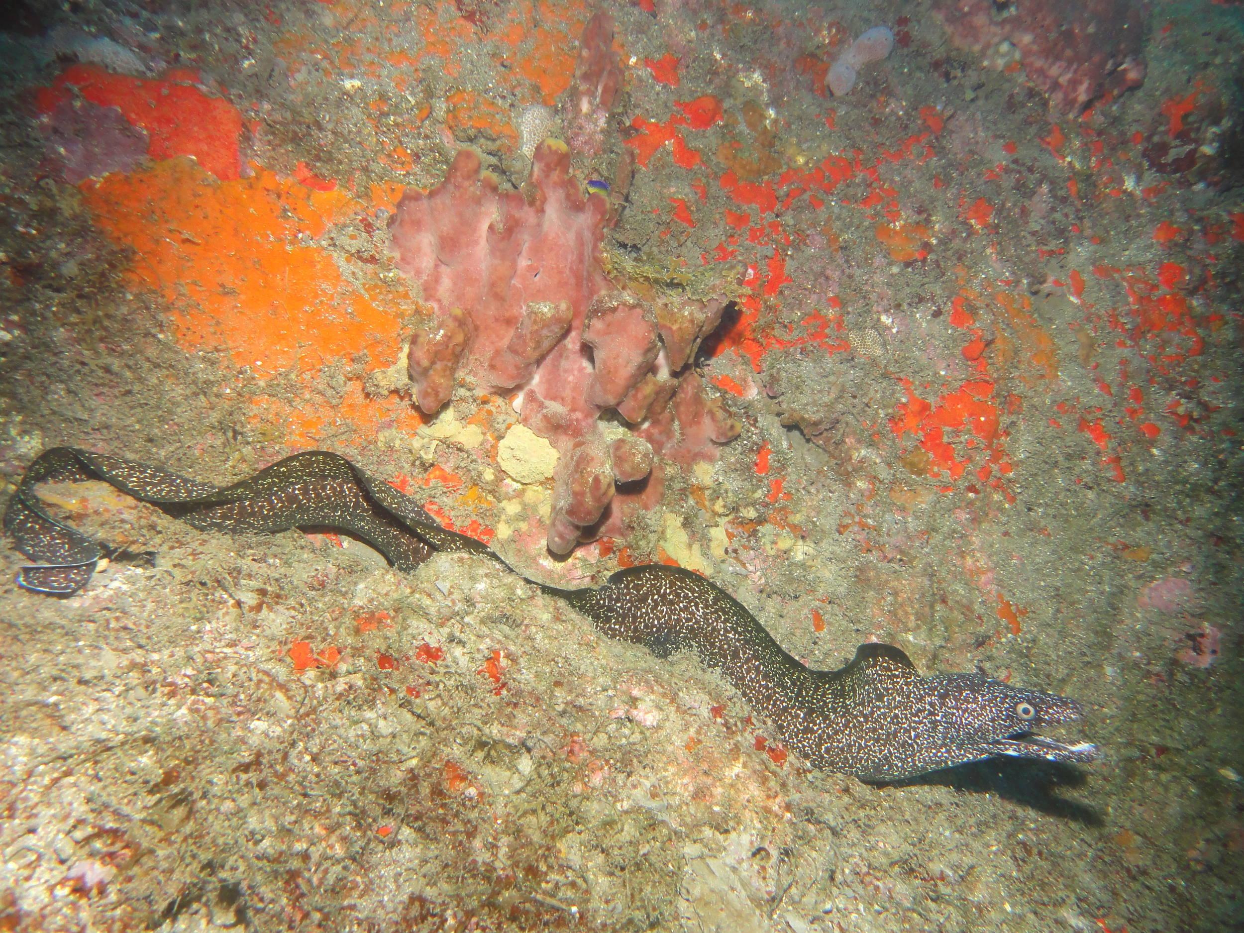 Moray on the Flower Gardens