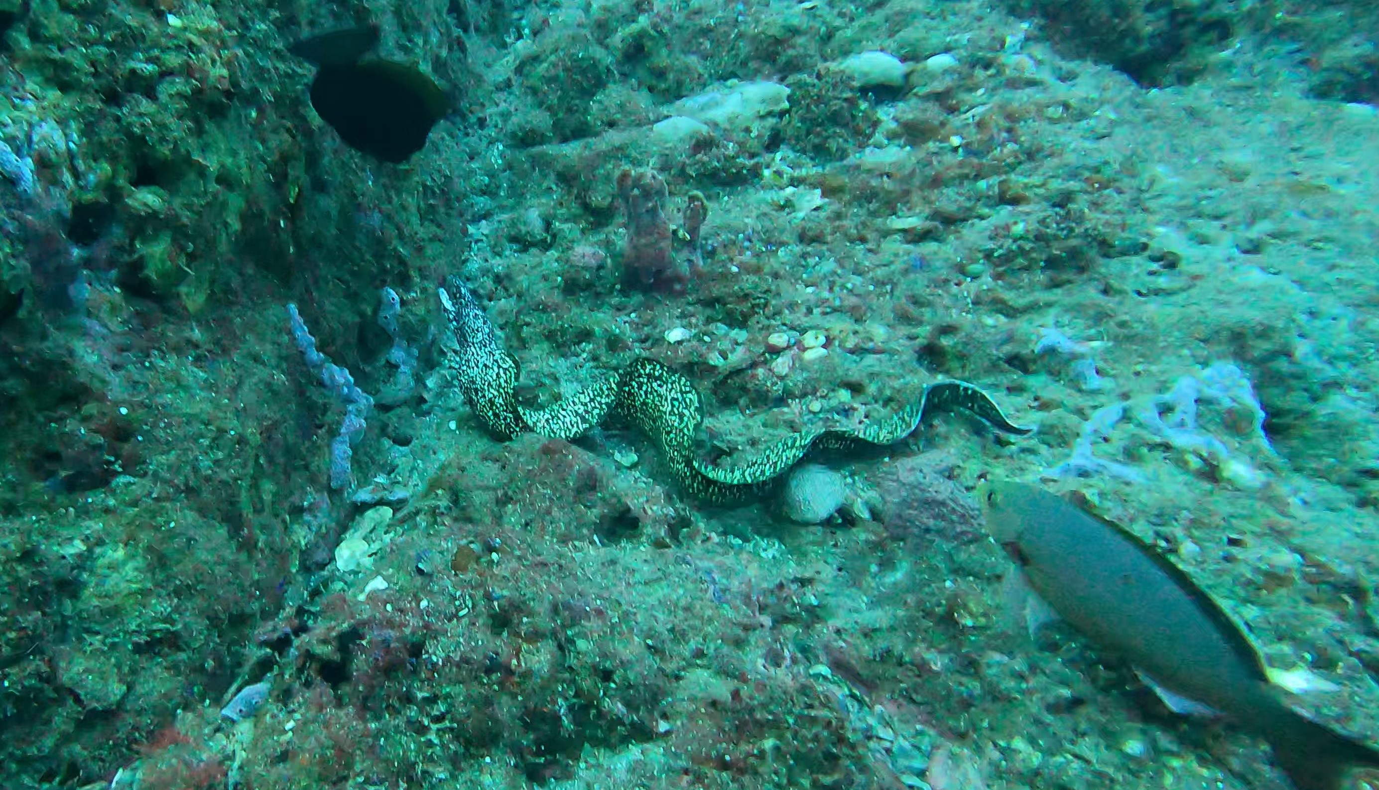 Moray on the move