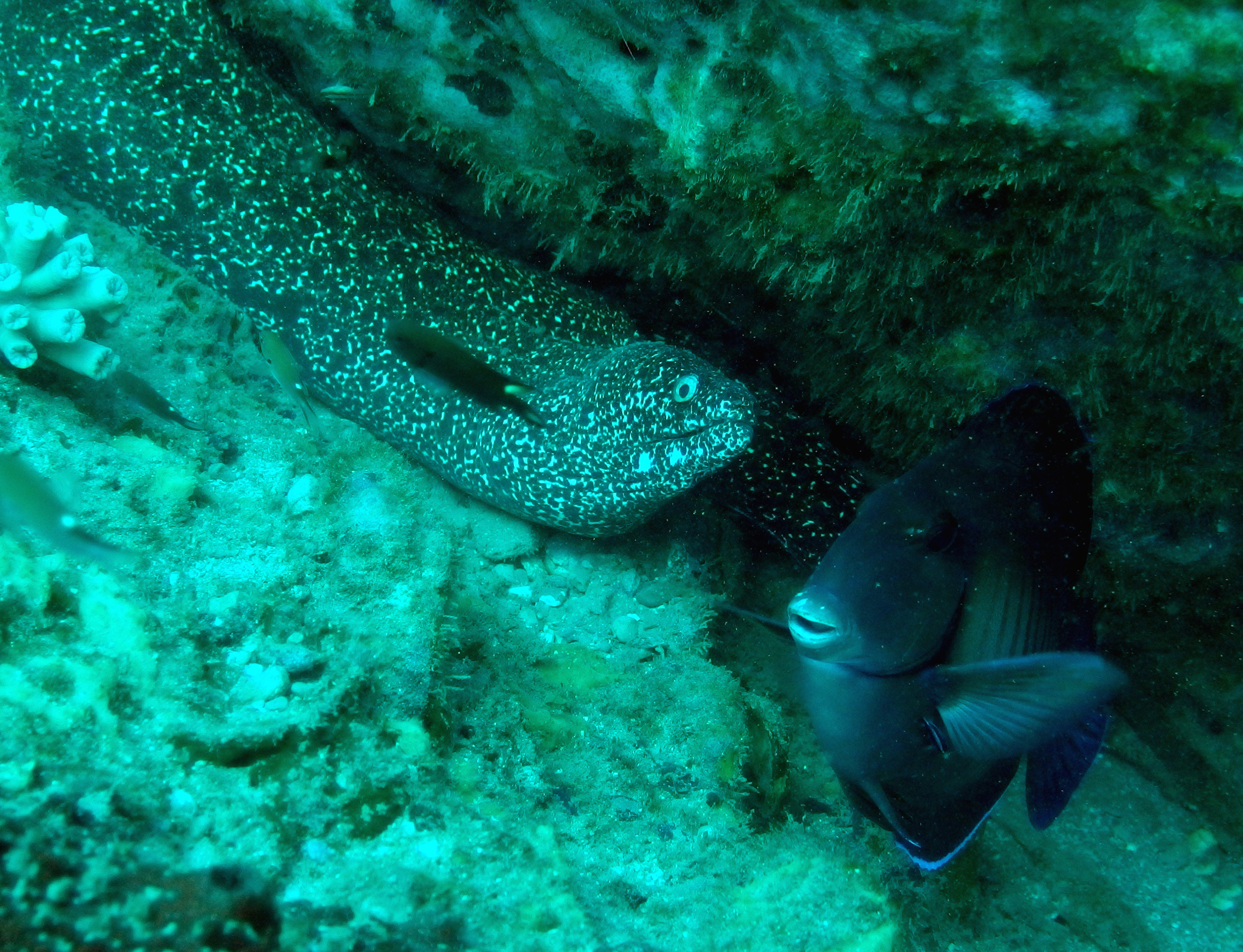 Moray With Blue Tang