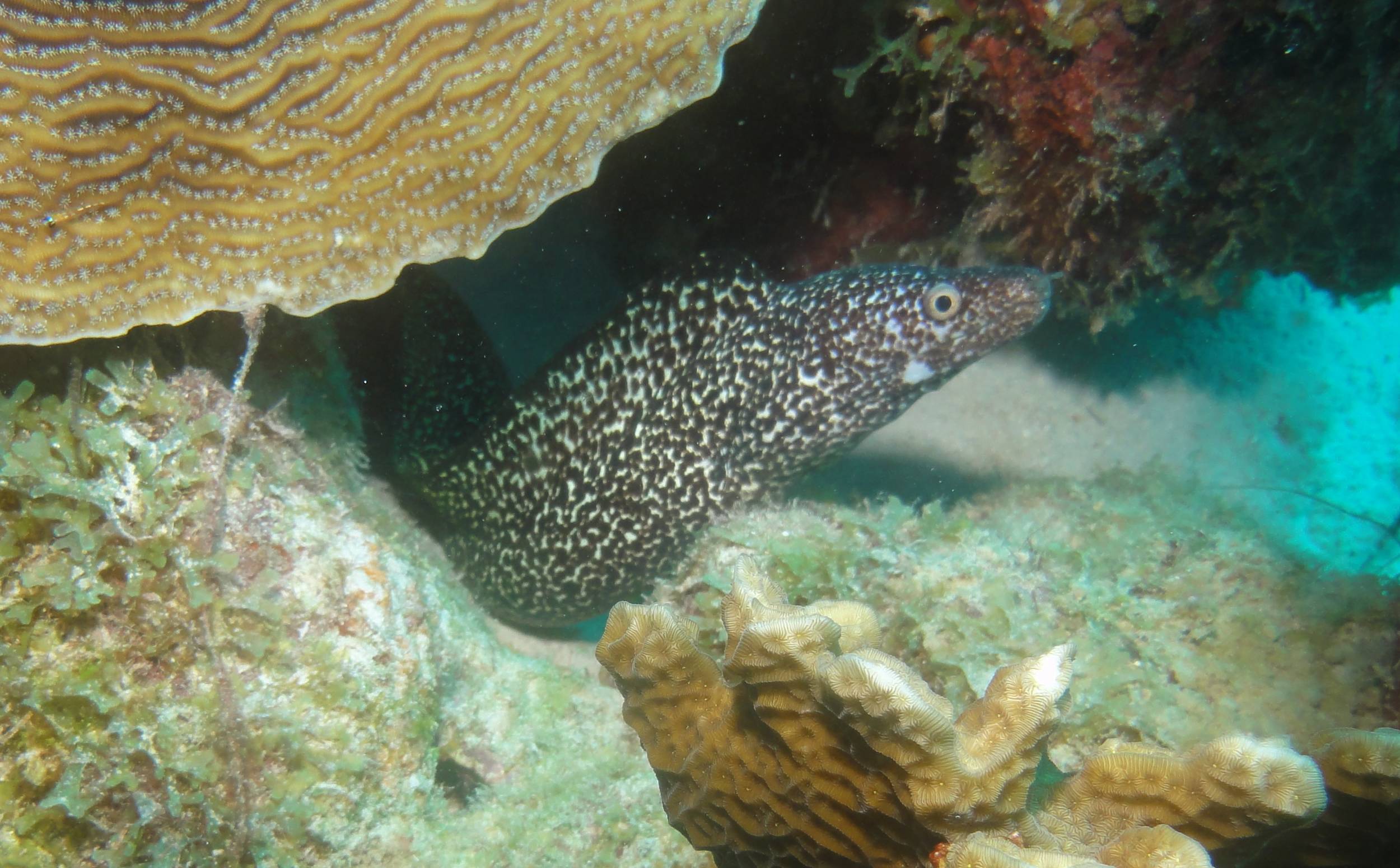 Moray