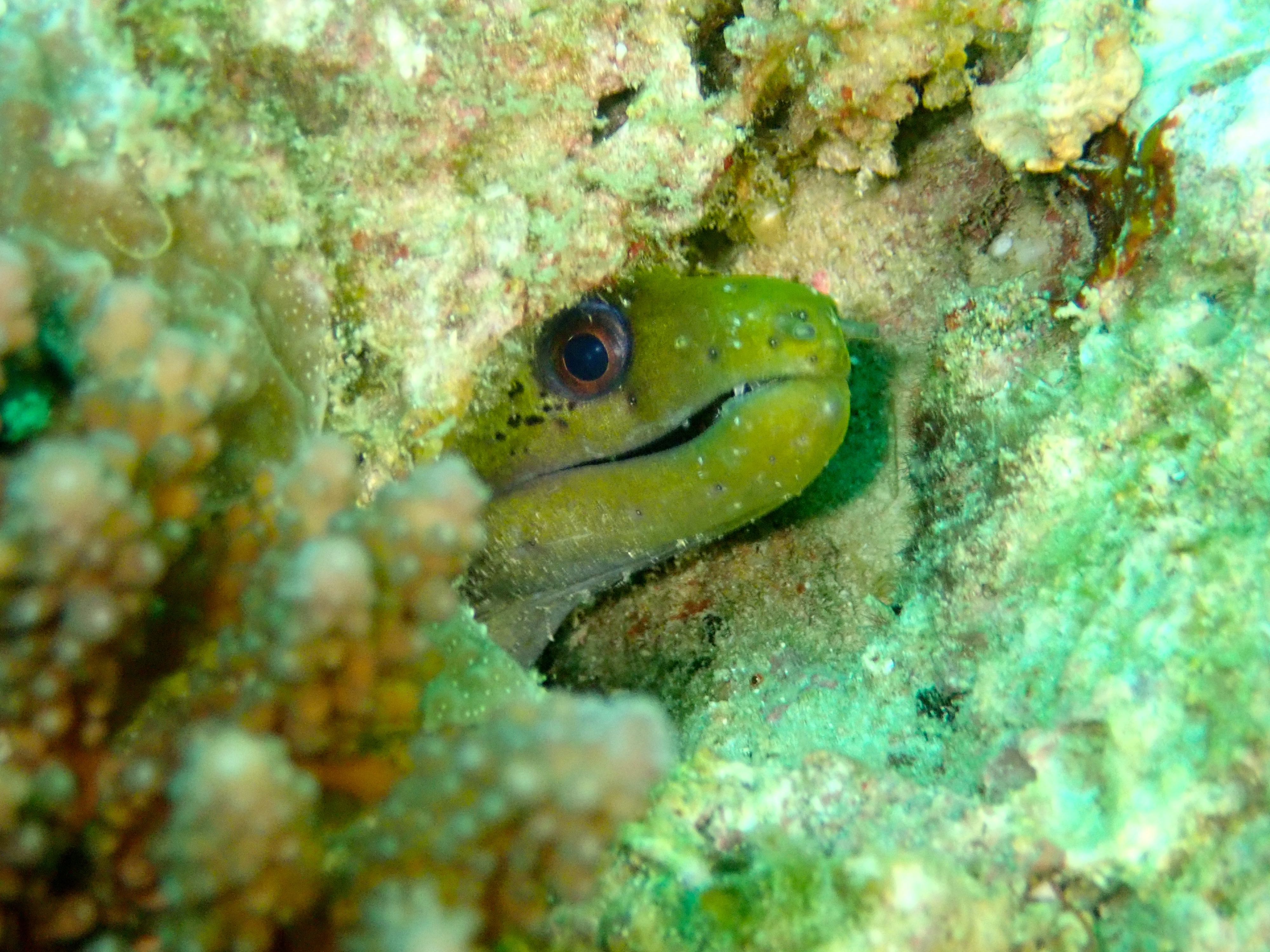 Moray