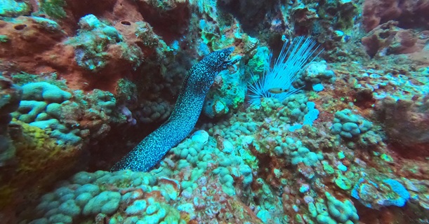 Moray