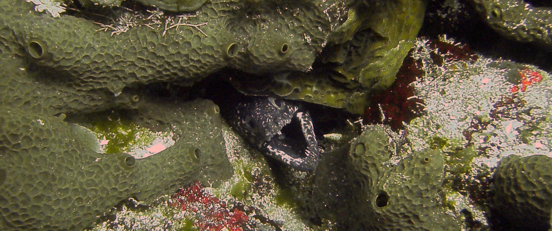 moray_in_cedral
