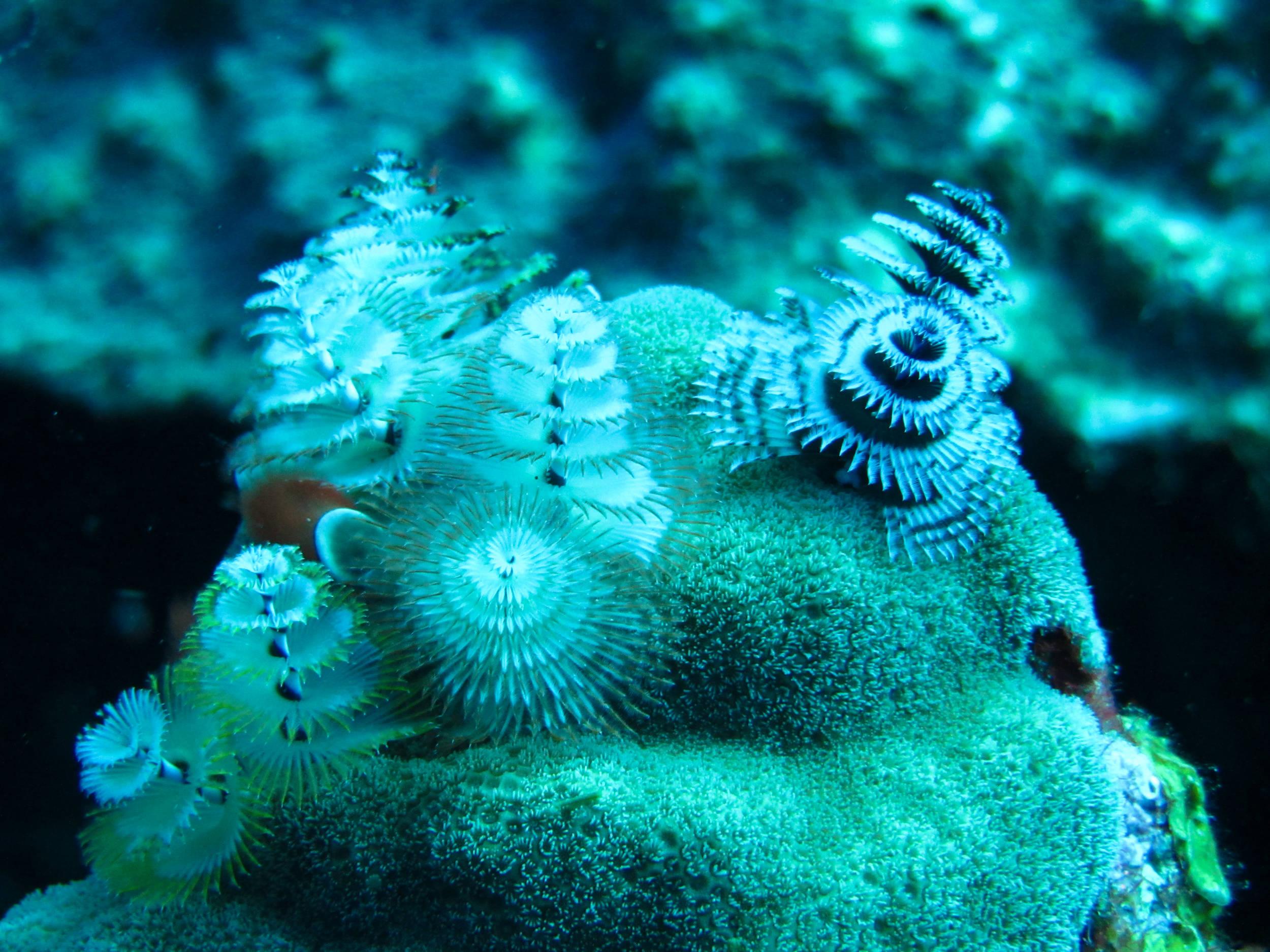 More Christmas tree worms