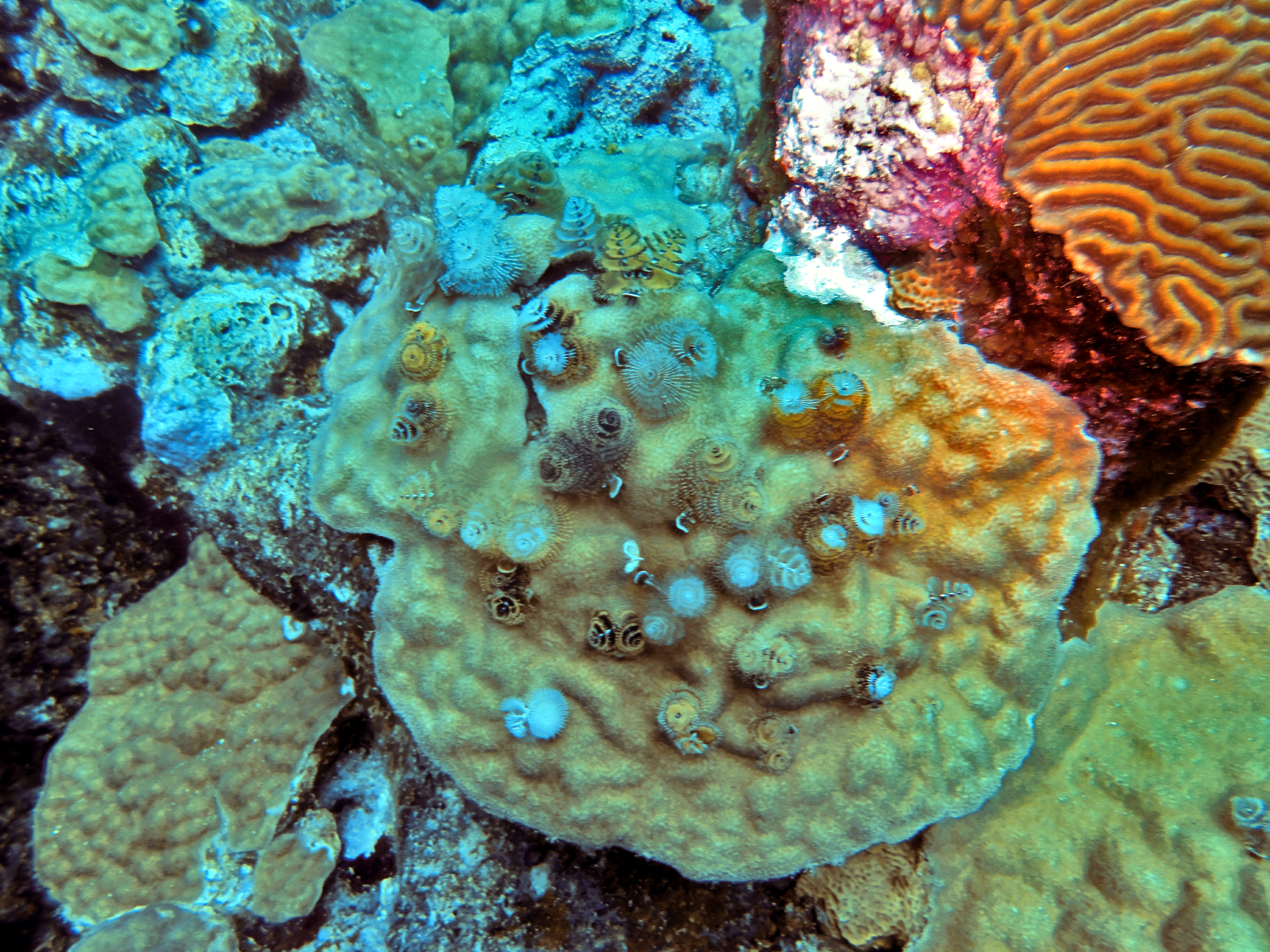 More Christmas tree worms