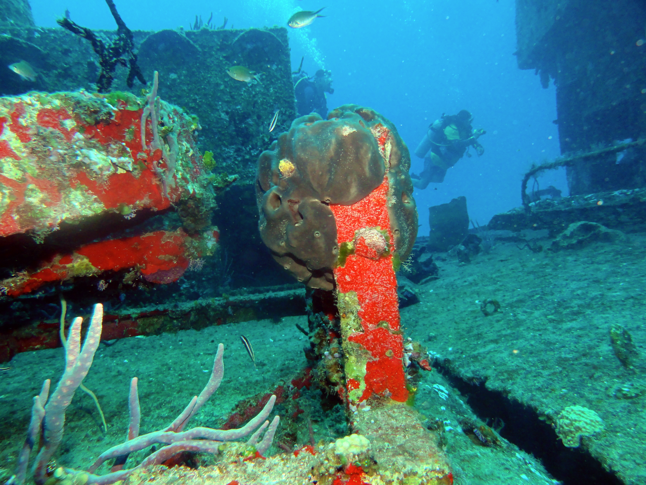 More coral growing on the ship