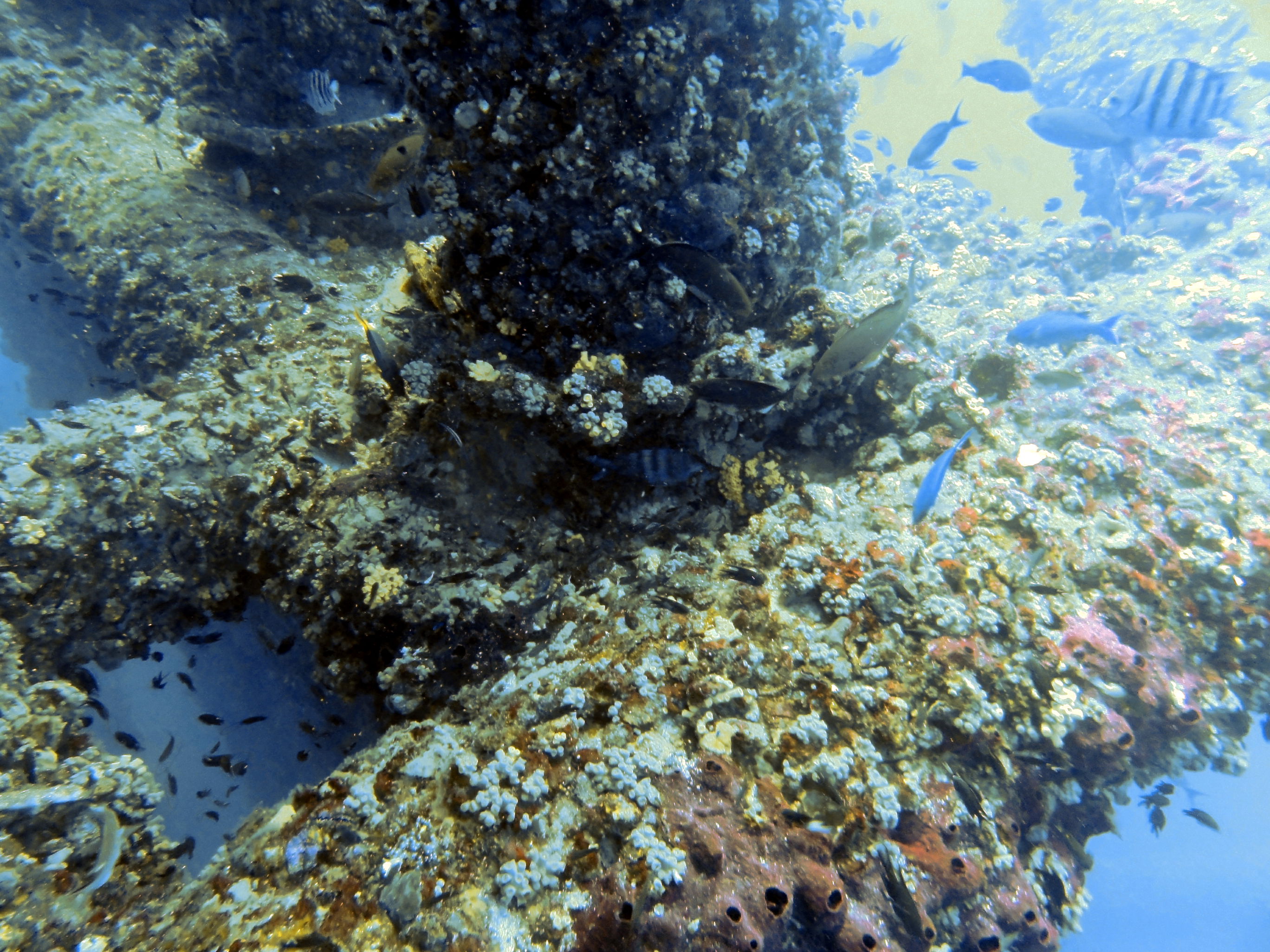 More coral on the rig