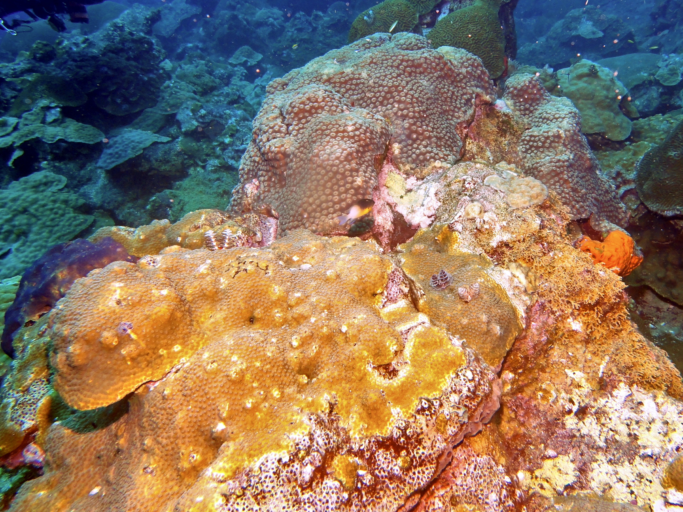 More coral on the West Bank