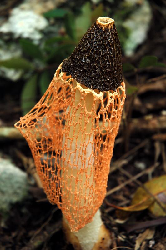 More Fungi