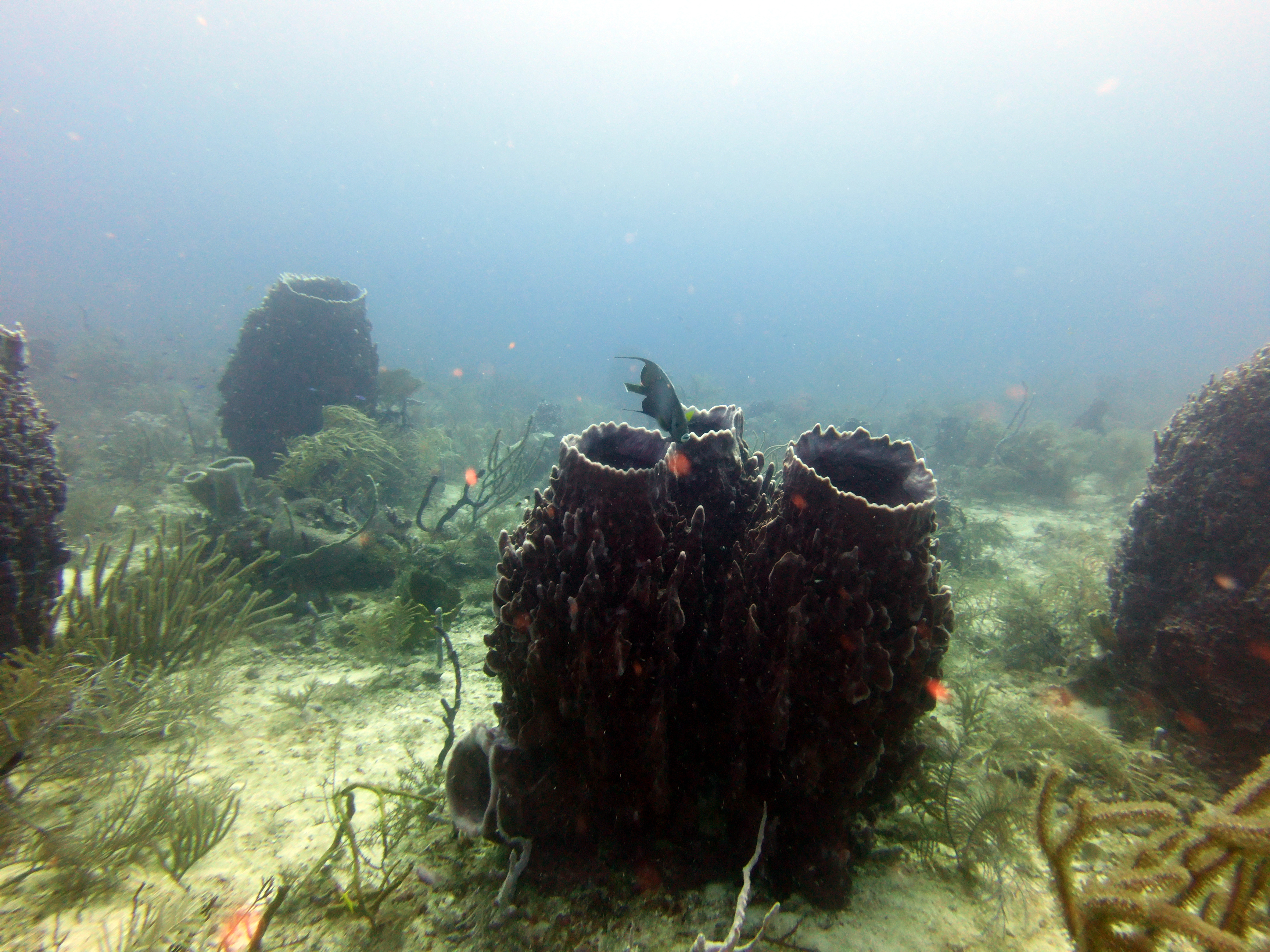 More giant barrel sponges in Texas