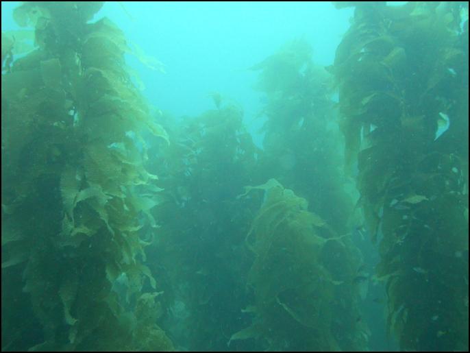 More Kelp @ Some Dive Site