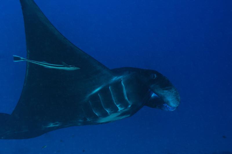 More Manta