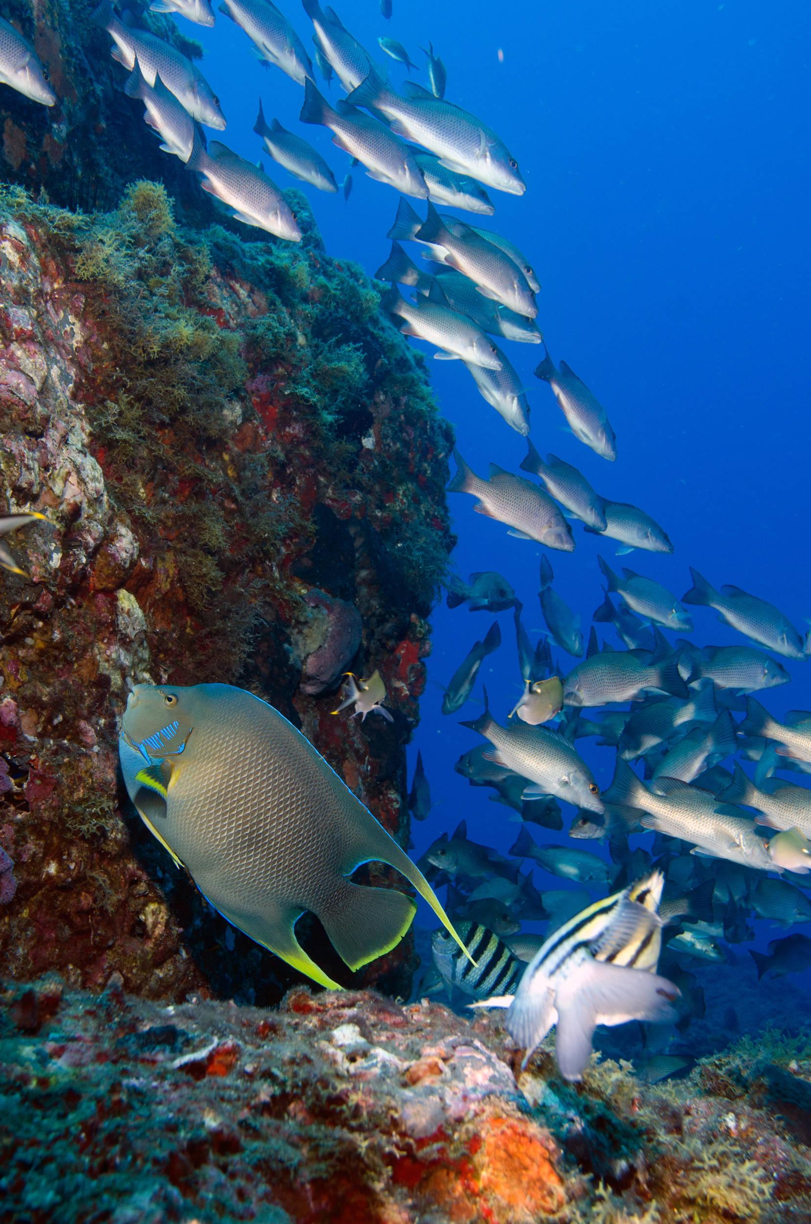 more reef