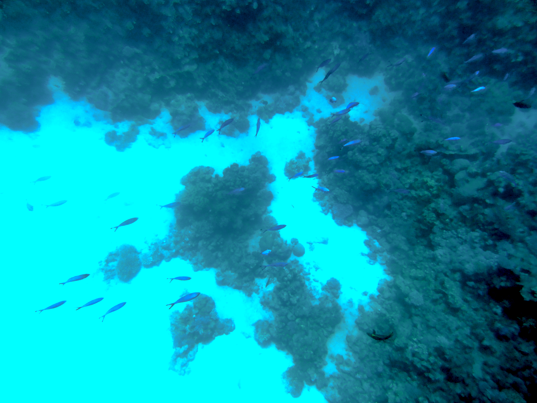 More tiny little fishies