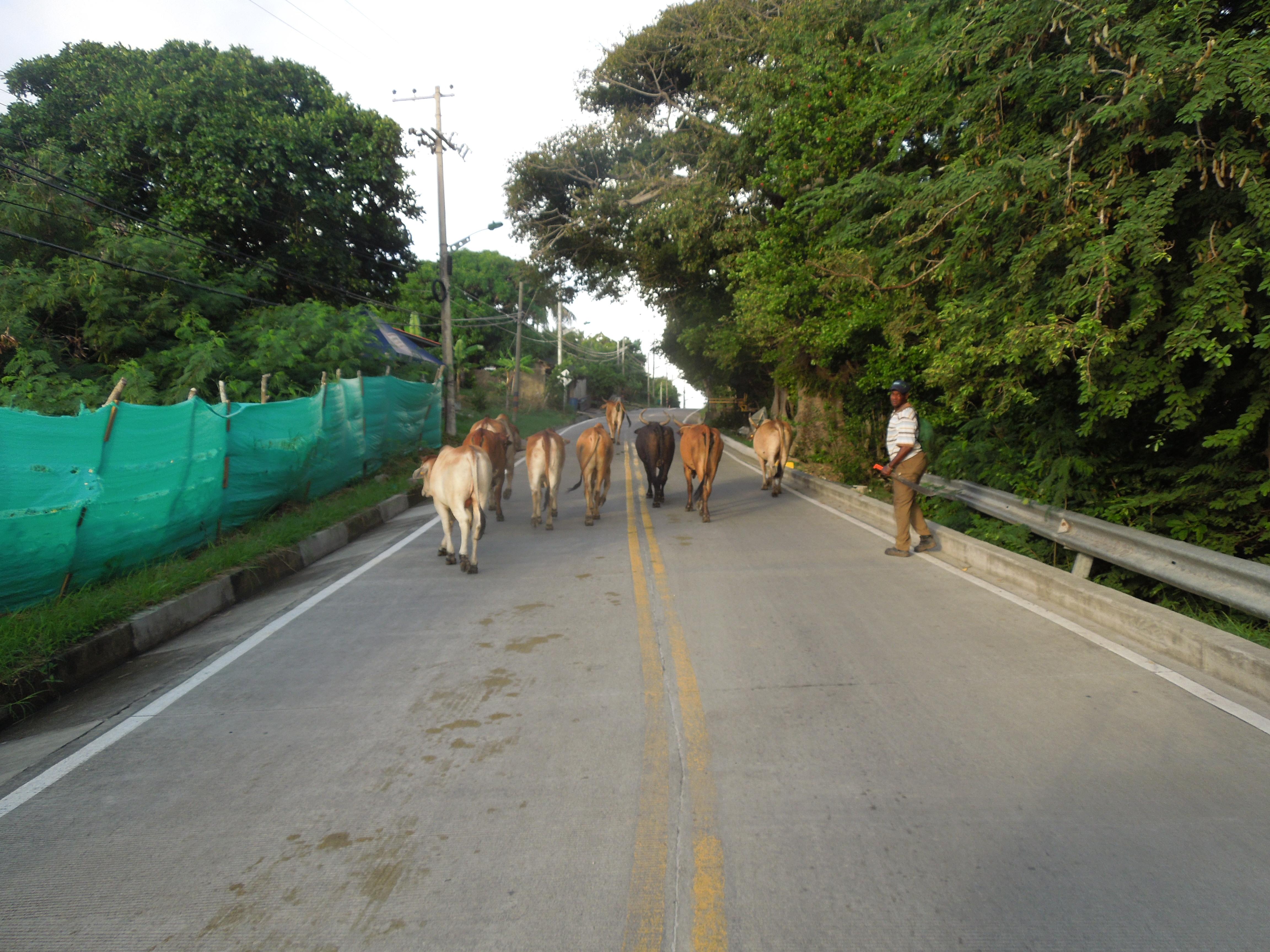 morning cattle drive