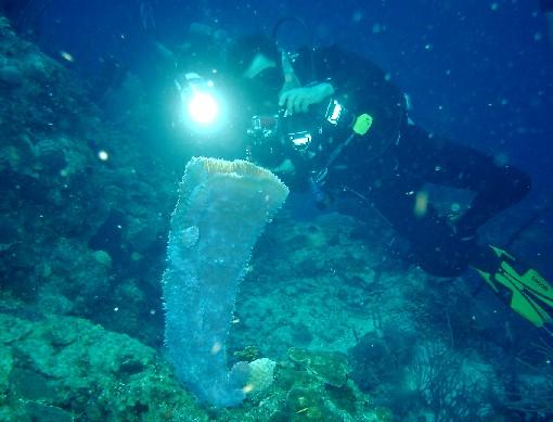 Most Innovative Use of a Crotch Strap Award